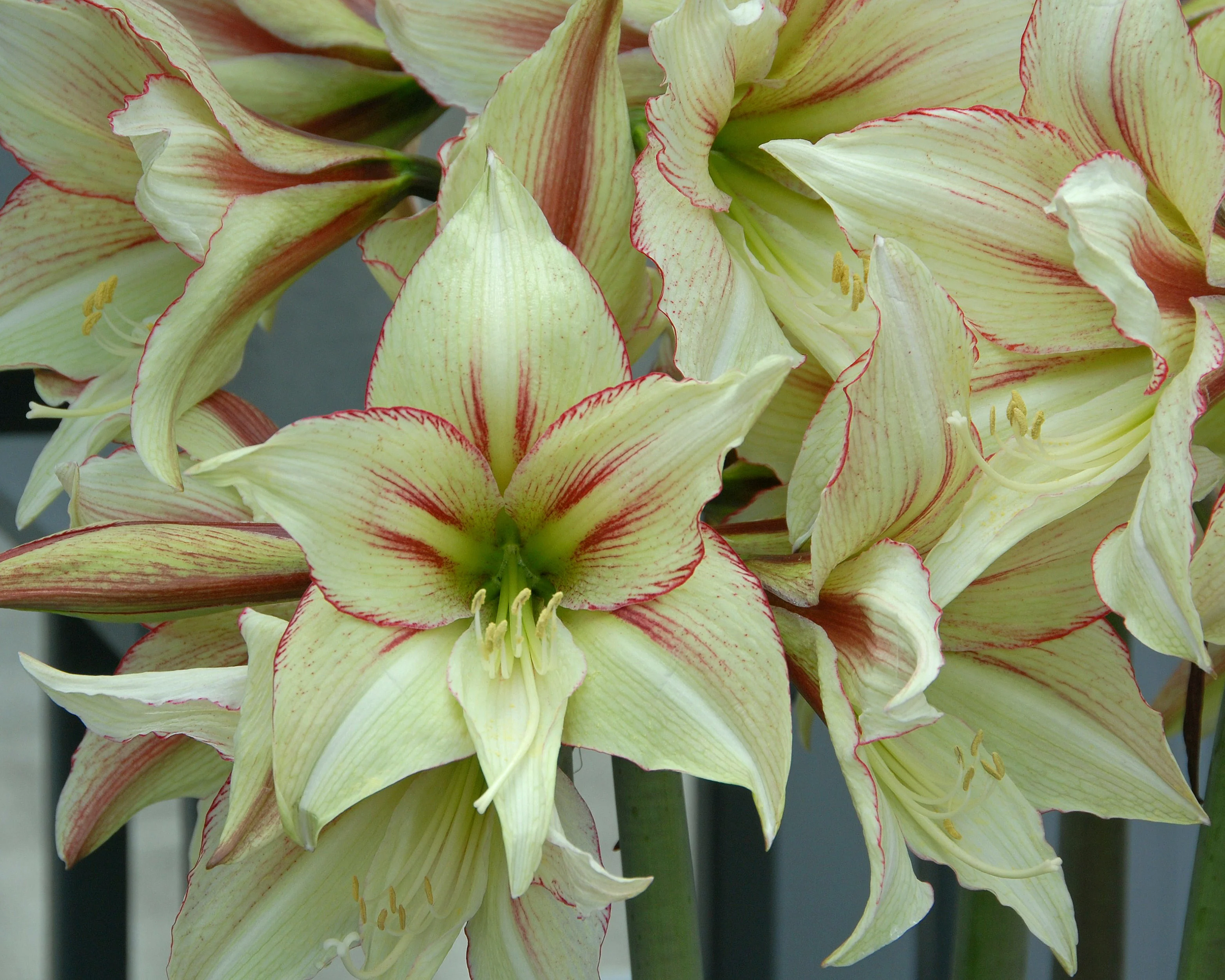 Amaryllis 'Green Valley' - Image 2
