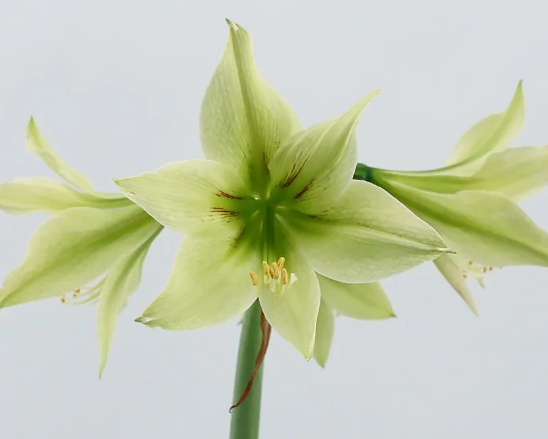 Amaryllis 'Green Valley' - Image 3