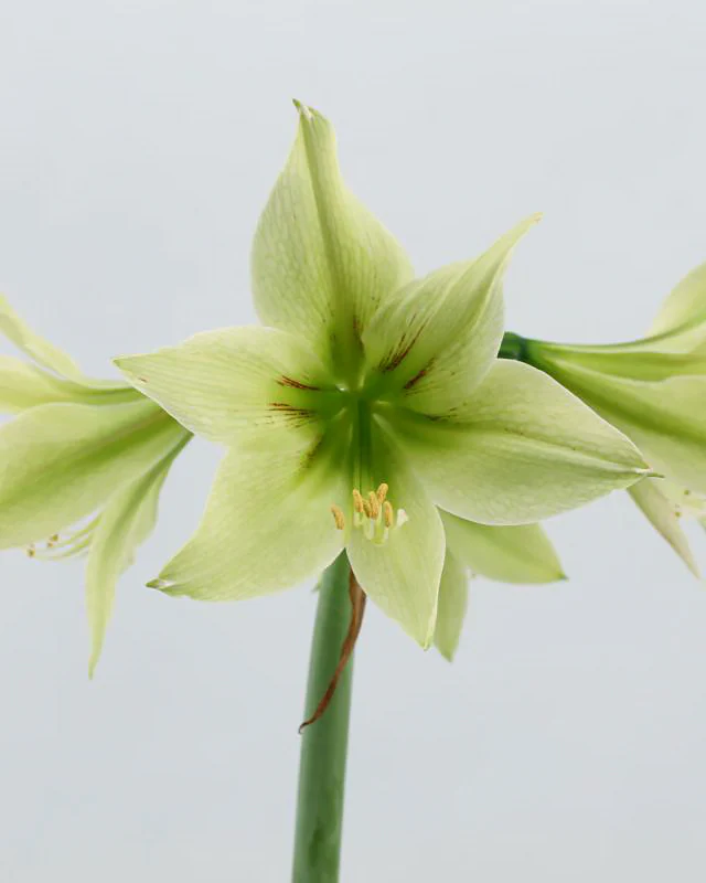 Amaryllis 'Green Valley' - Image 5