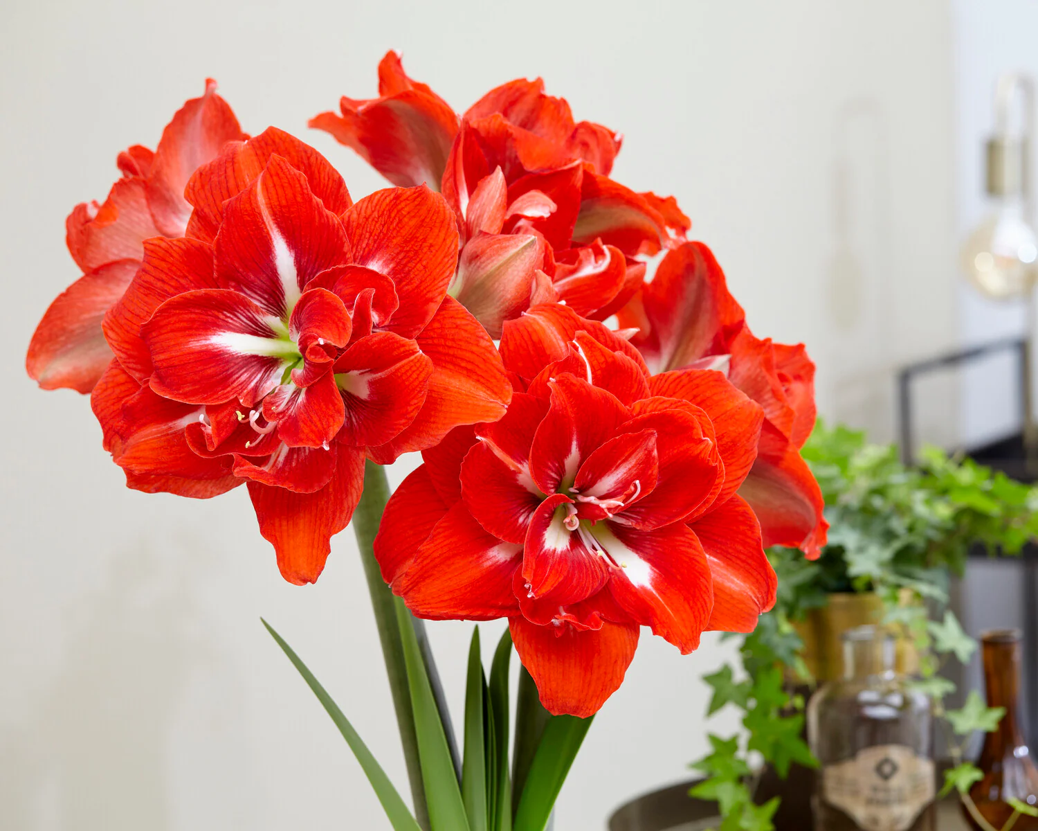 Amaryllis 'Happy Nymph' - Image 3