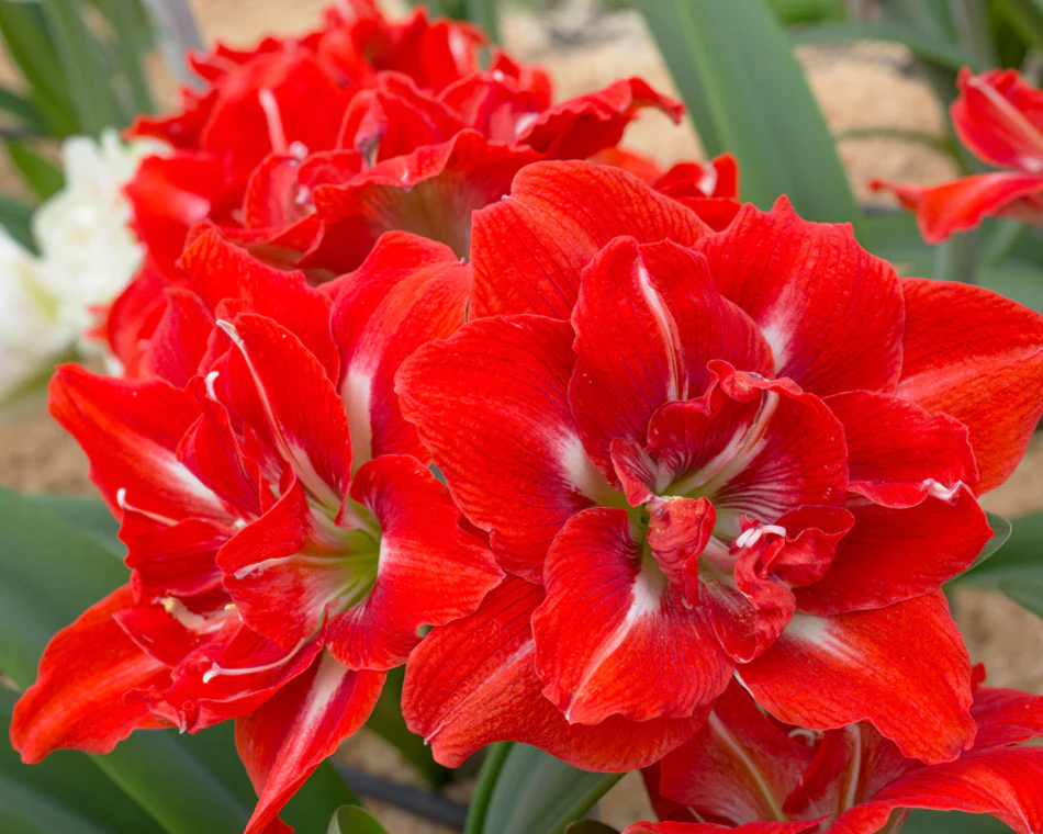 Amaryllis 'Happy Nymph' - Image 4