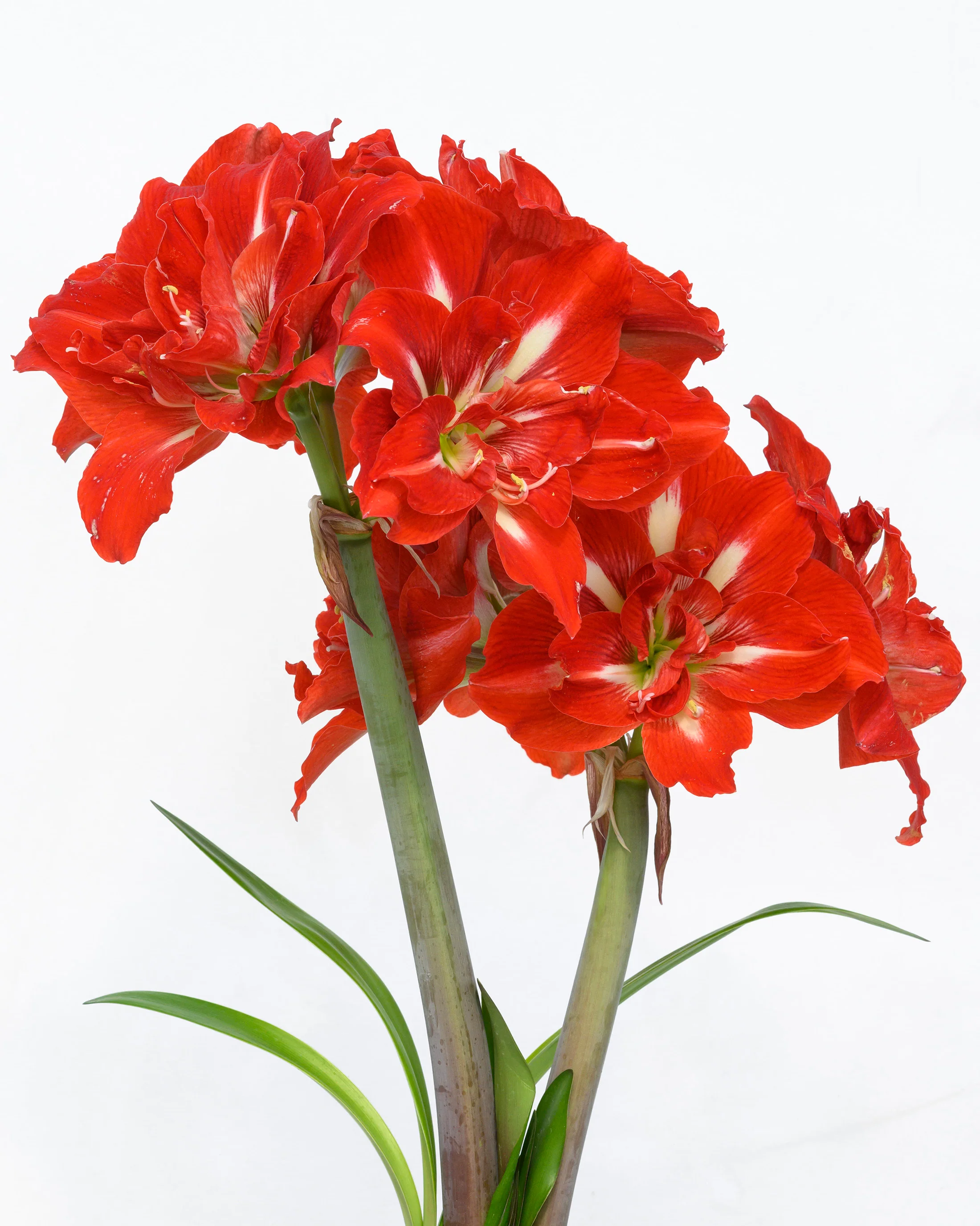 Amaryllis 'Happy Nymph' - Image 5