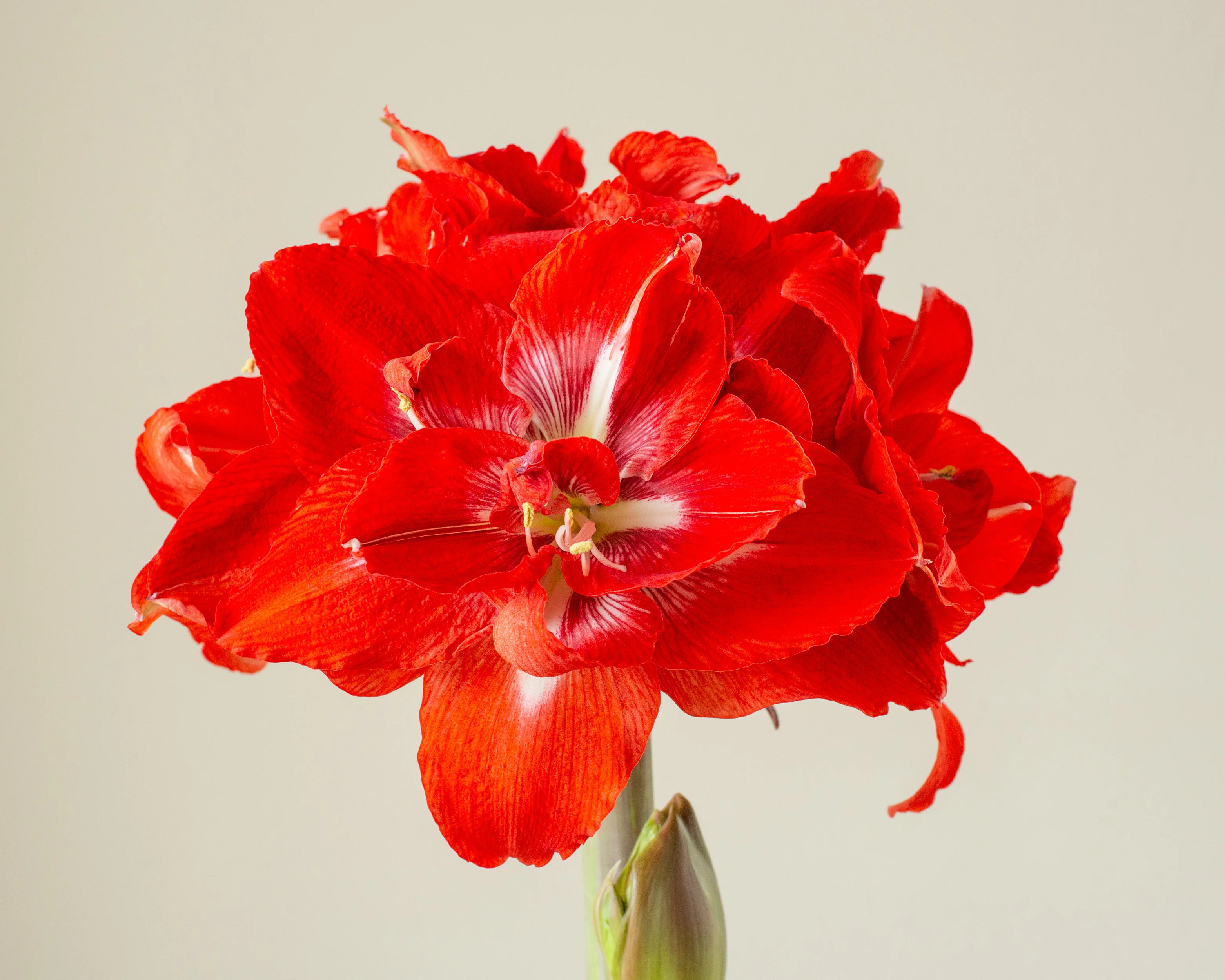 Amaryllis 'Happy Nymph' - Image 6