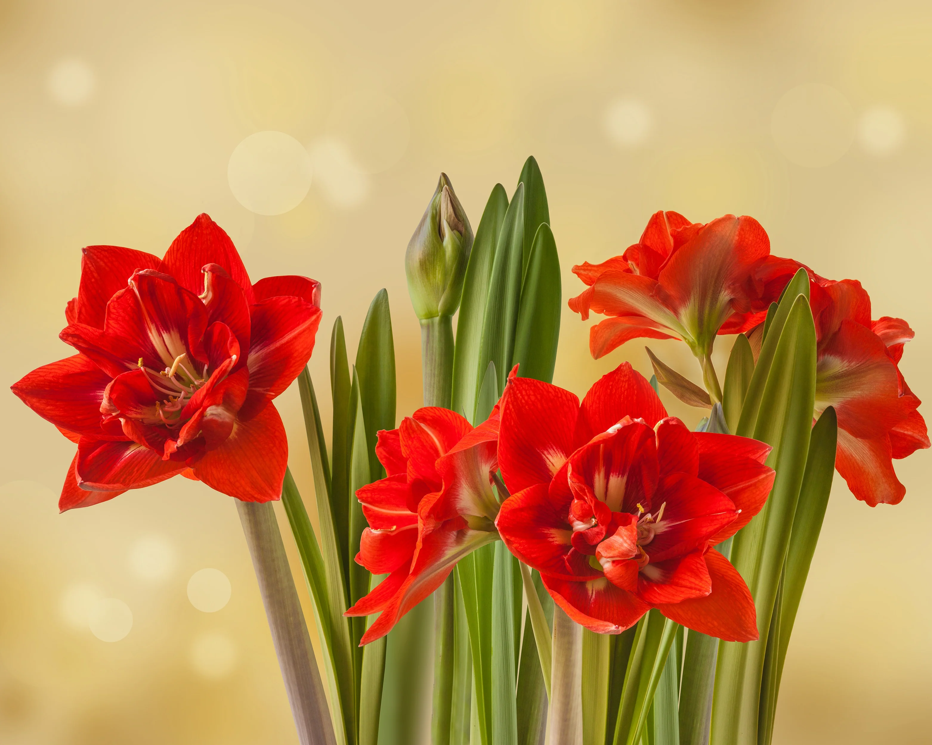 Amaryllis 'Happy Nymph' - Image 7