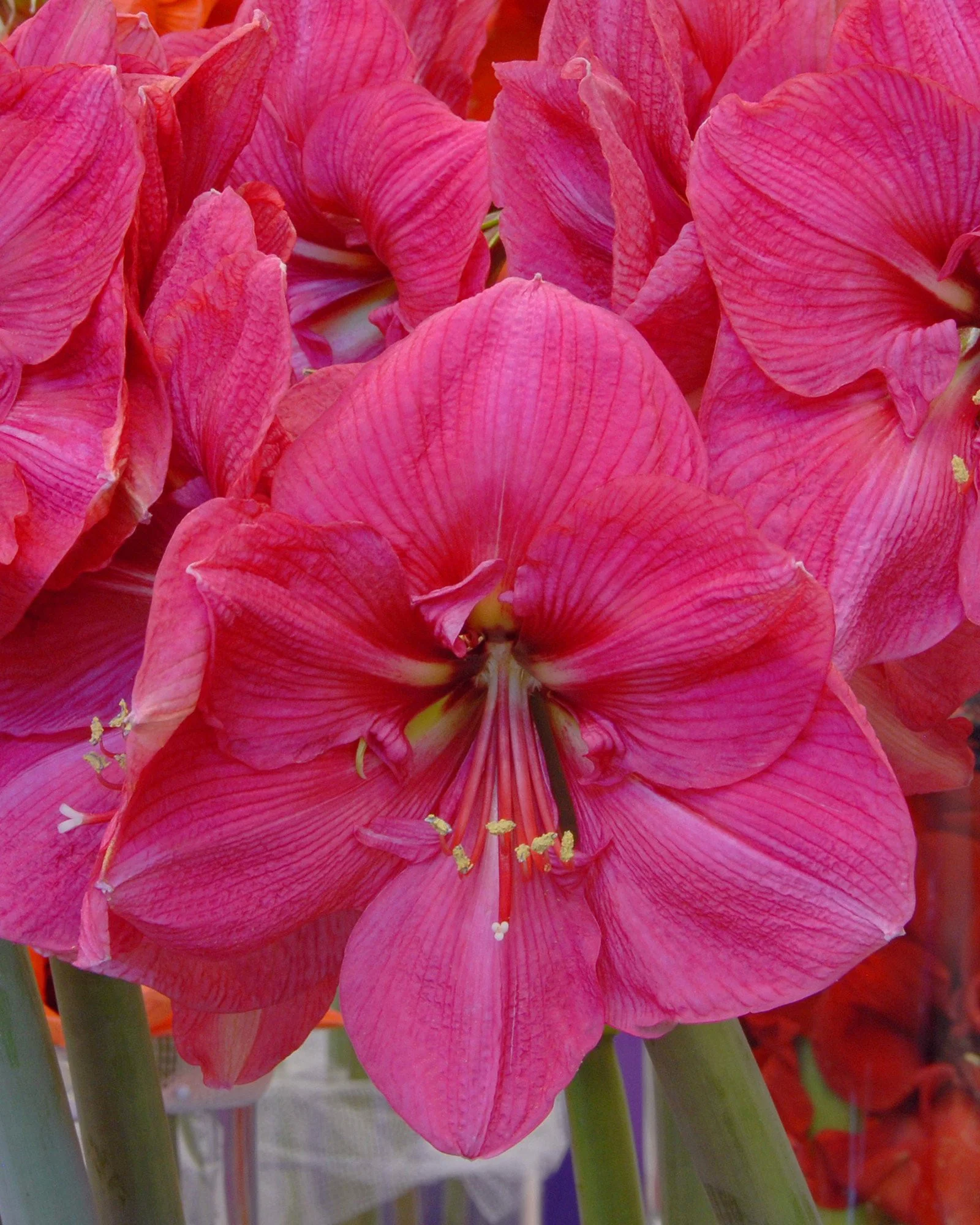 Amaryllis 'Hercules' - Image 4