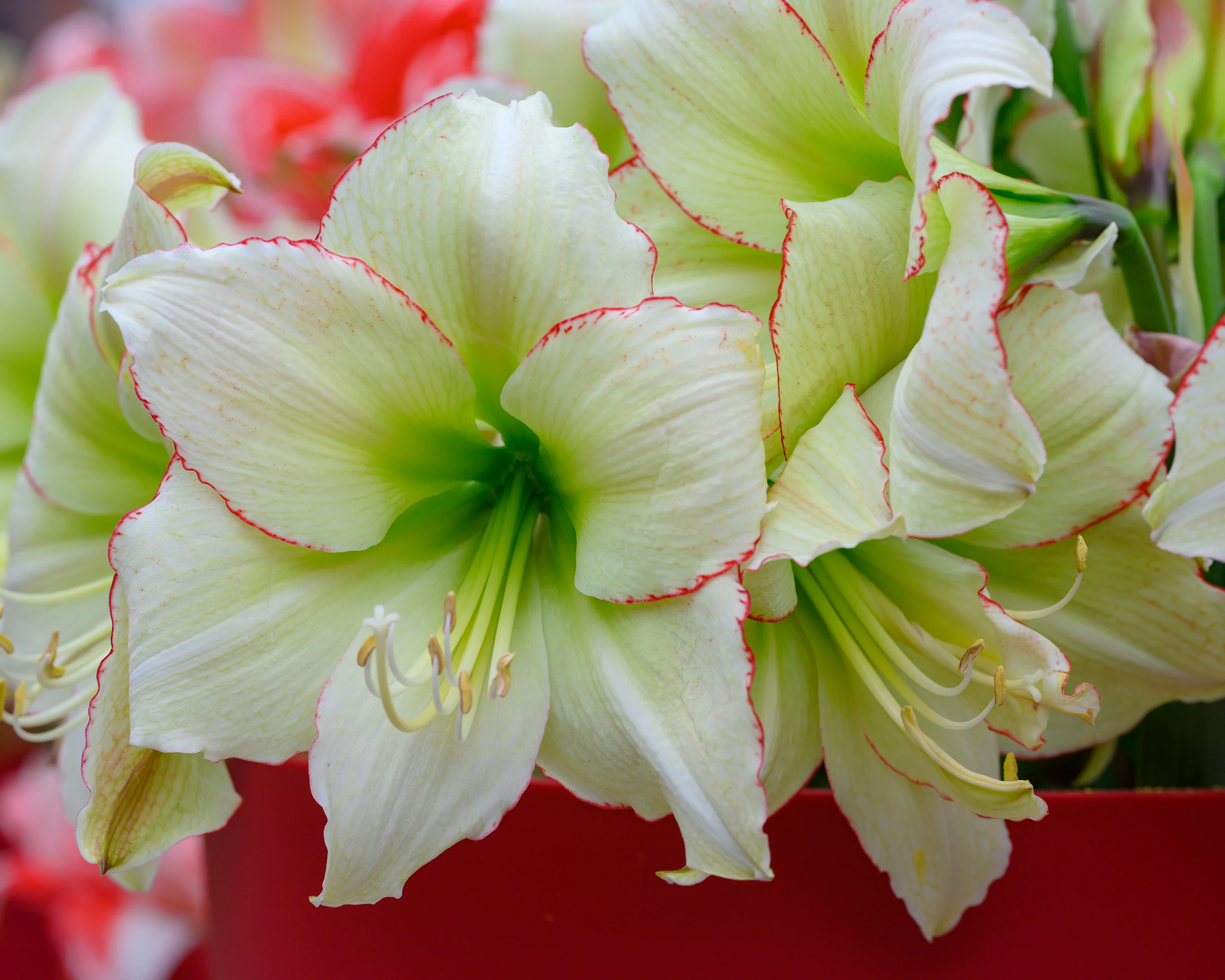 Amaryllis 'Lemon Cream' - Image 2