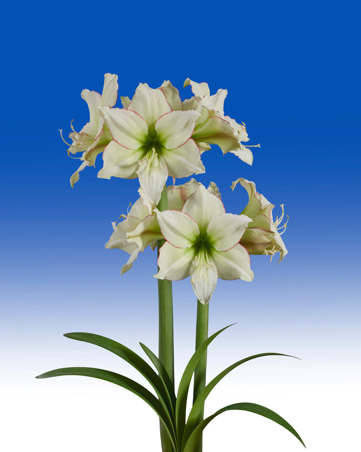 Amaryllis 'Lemon Cream' - Image 5
