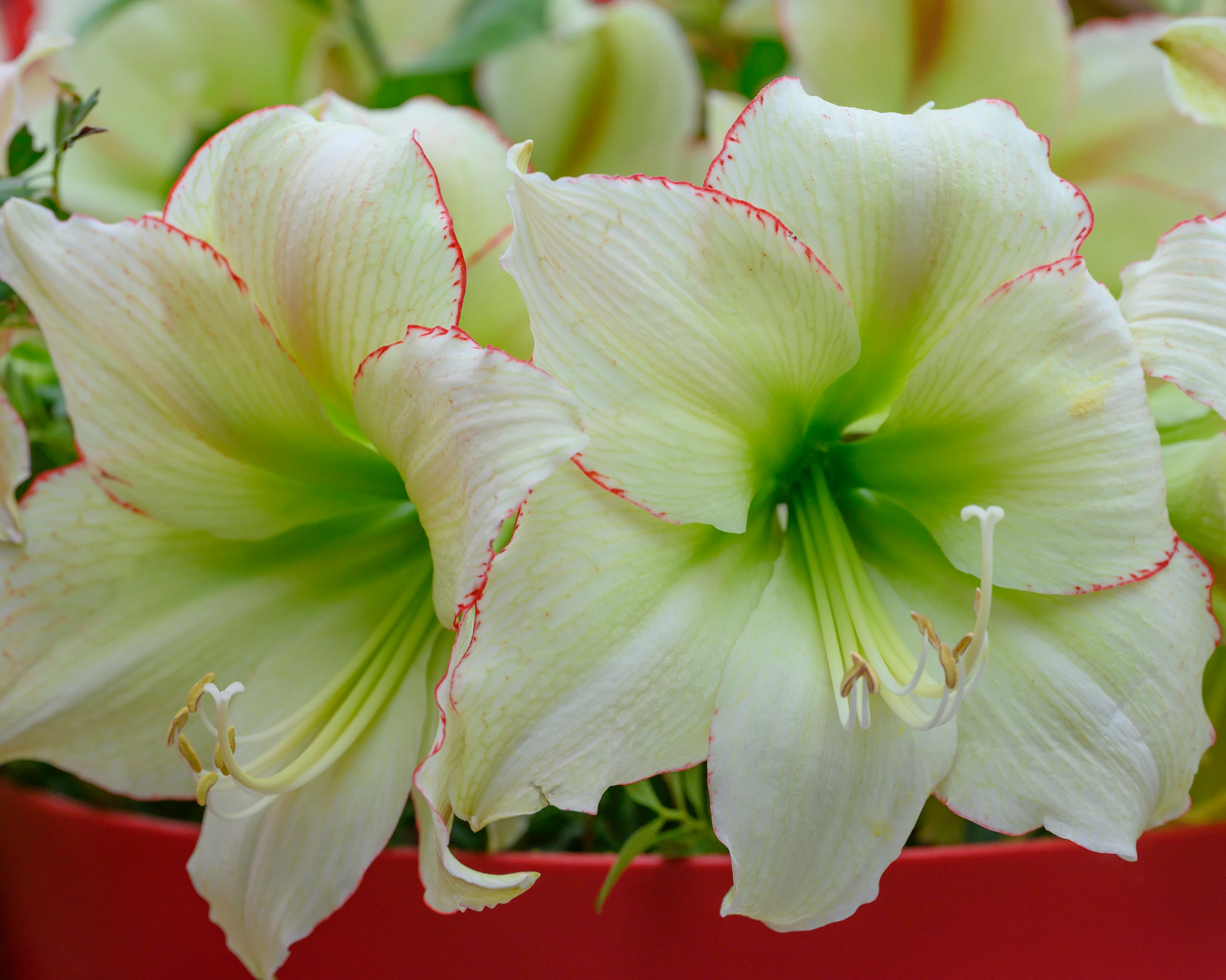 Amaryllis 'Lemon Cream' - Image 6