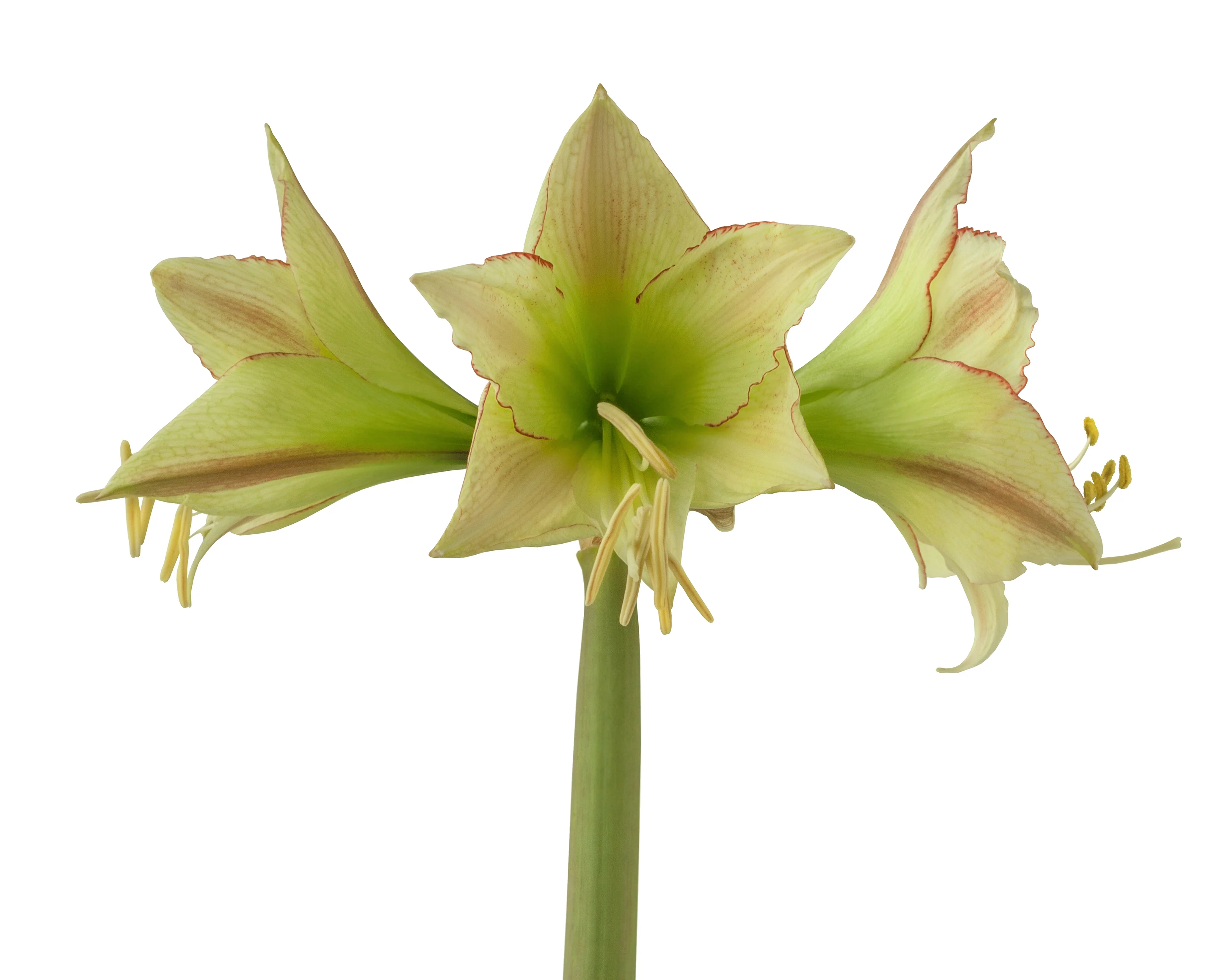 Amaryllis 'Lemon Cream' - Image 7