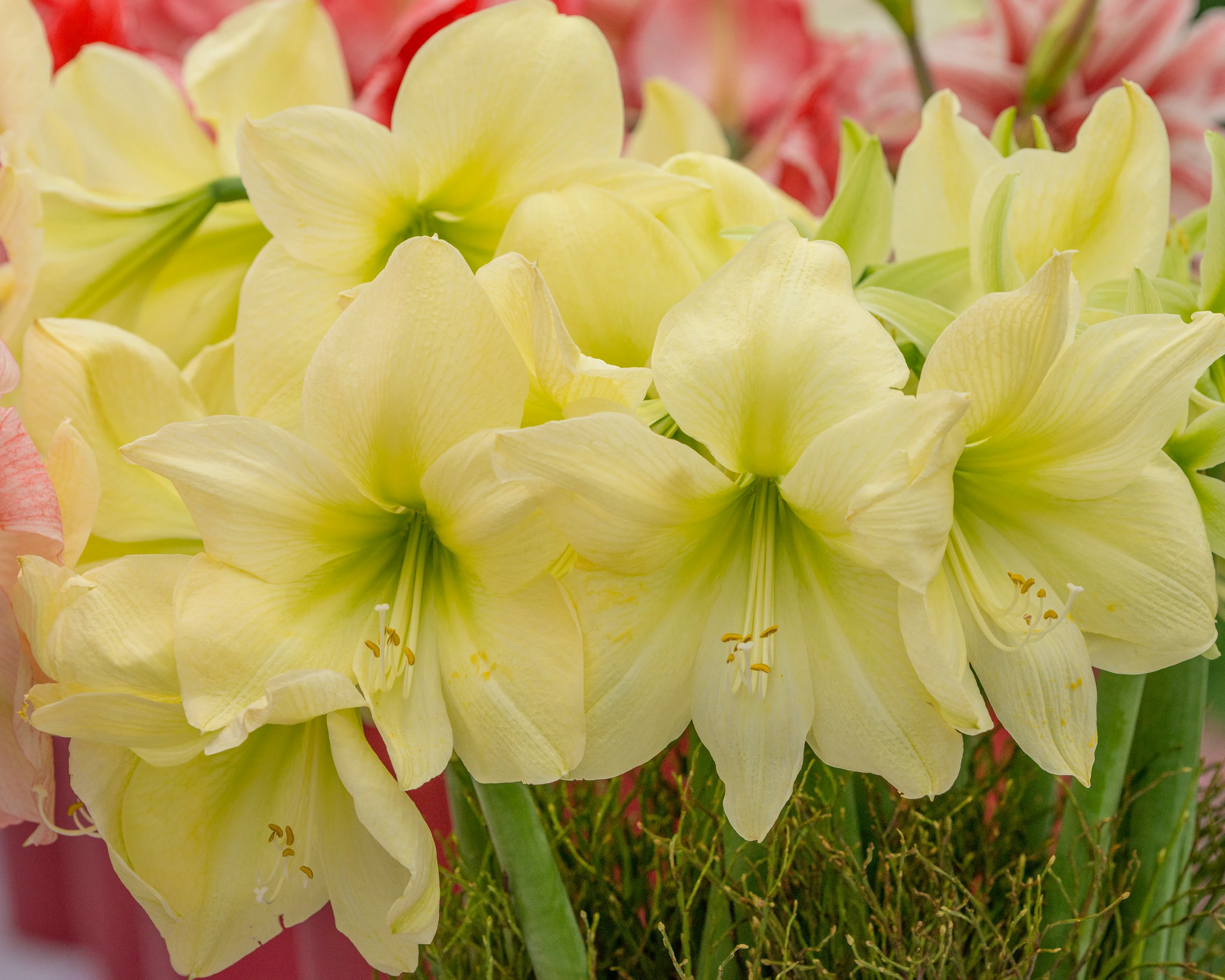 Amaryllis 'Lemon Star' - Image 2