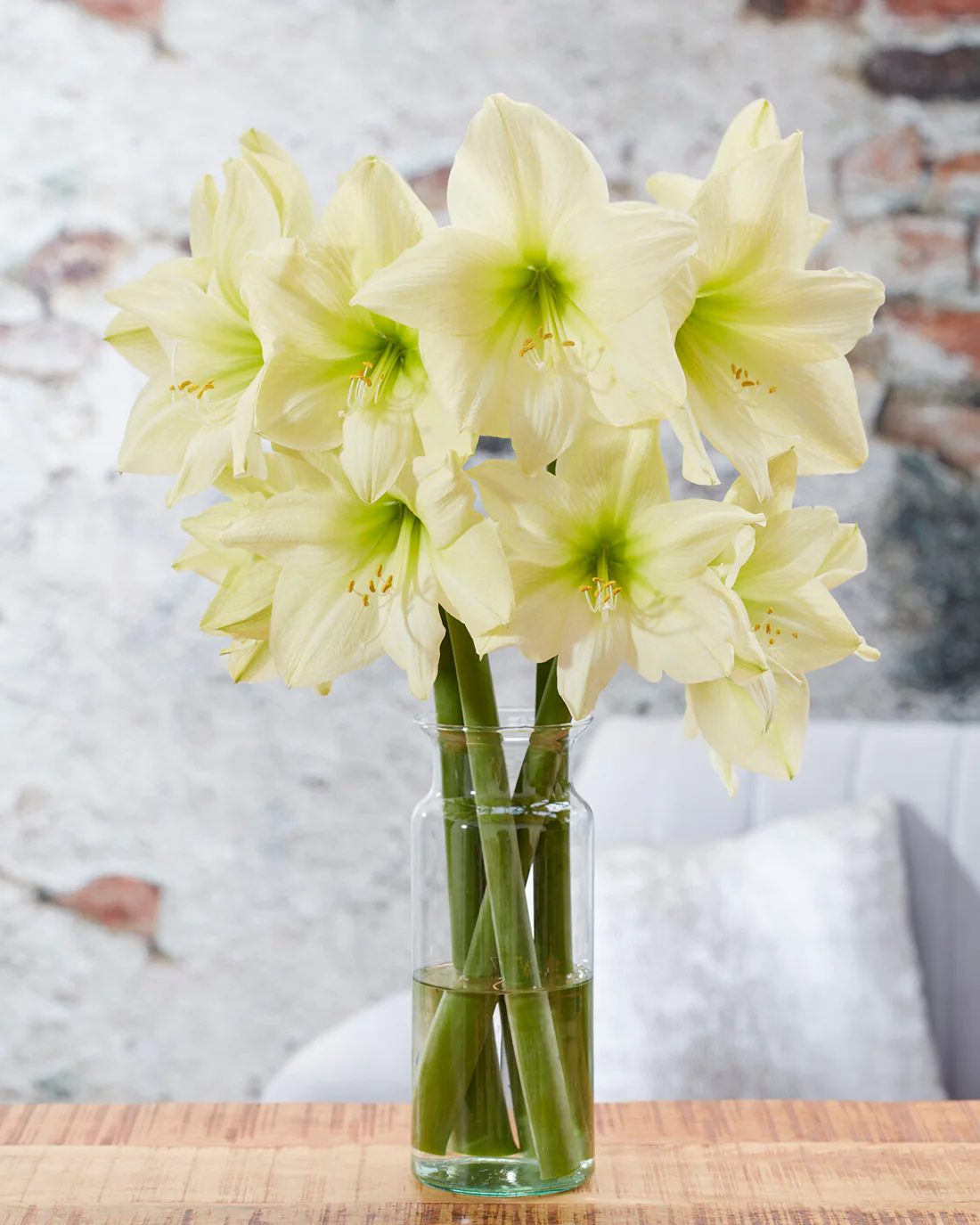 Amaryllis 'Lemon Star' - Image 3