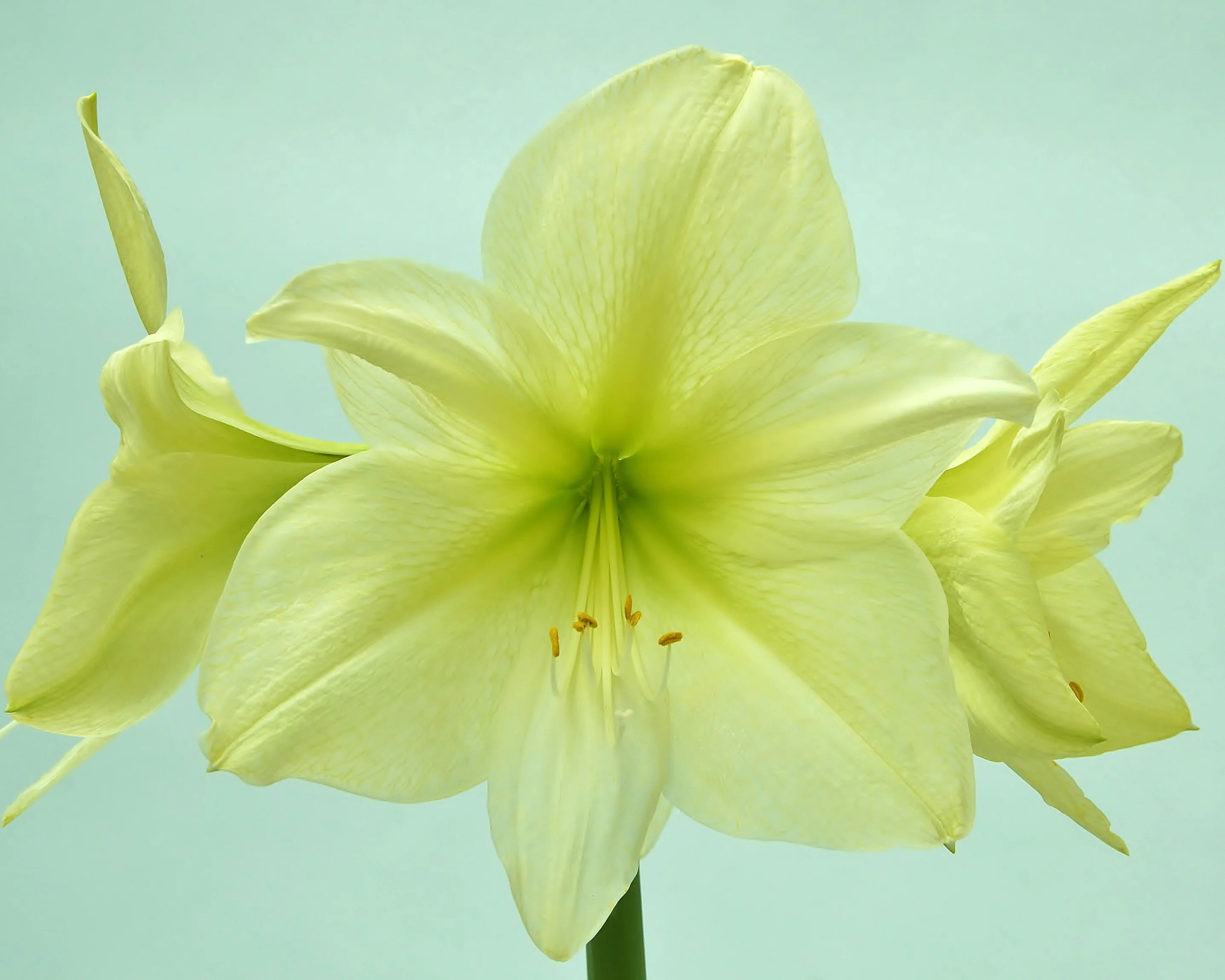 Amaryllis 'Lemon Star' - Image 6