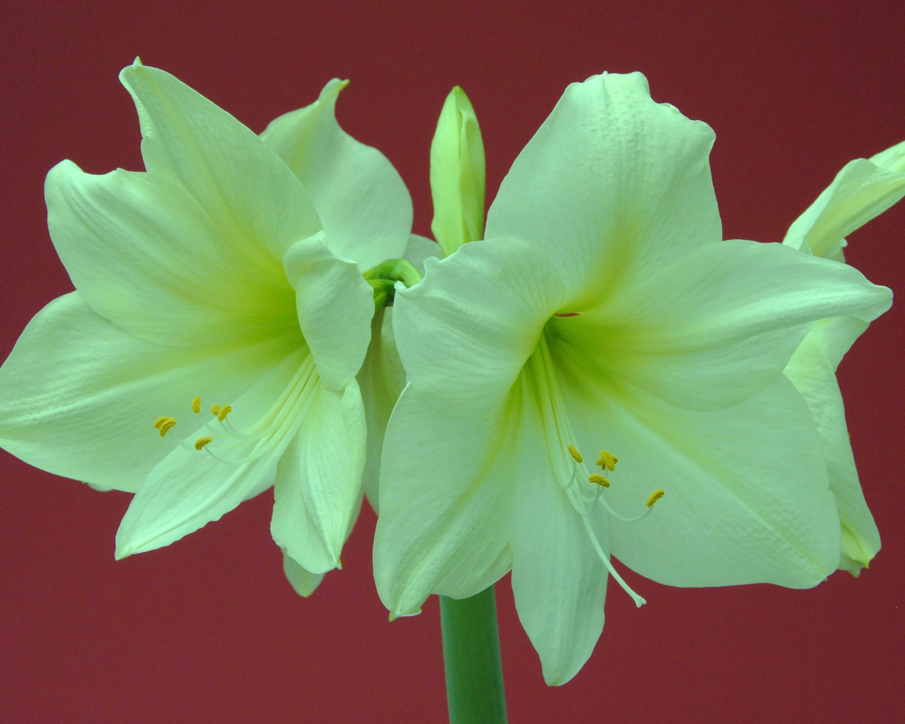 Amaryllis 'Lemon Star' - Image 9
