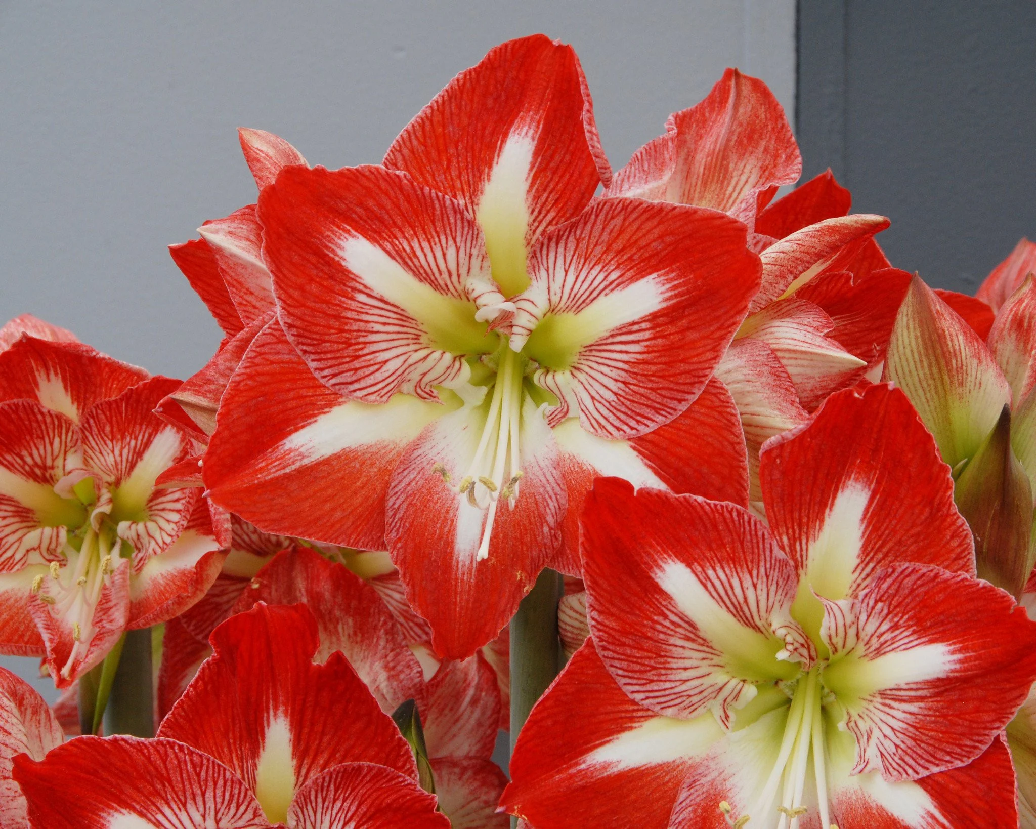 Amaryllis 'Minerva' - Image 4