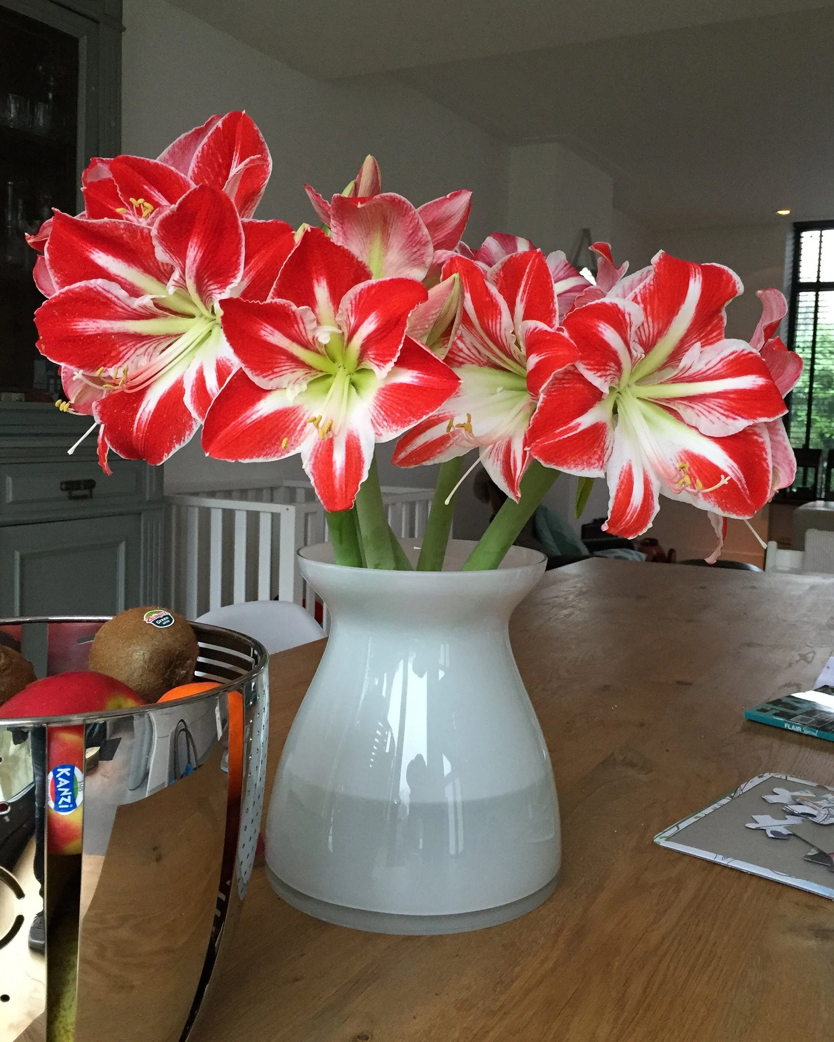 Amaryllis 'Minerva' - Image 5