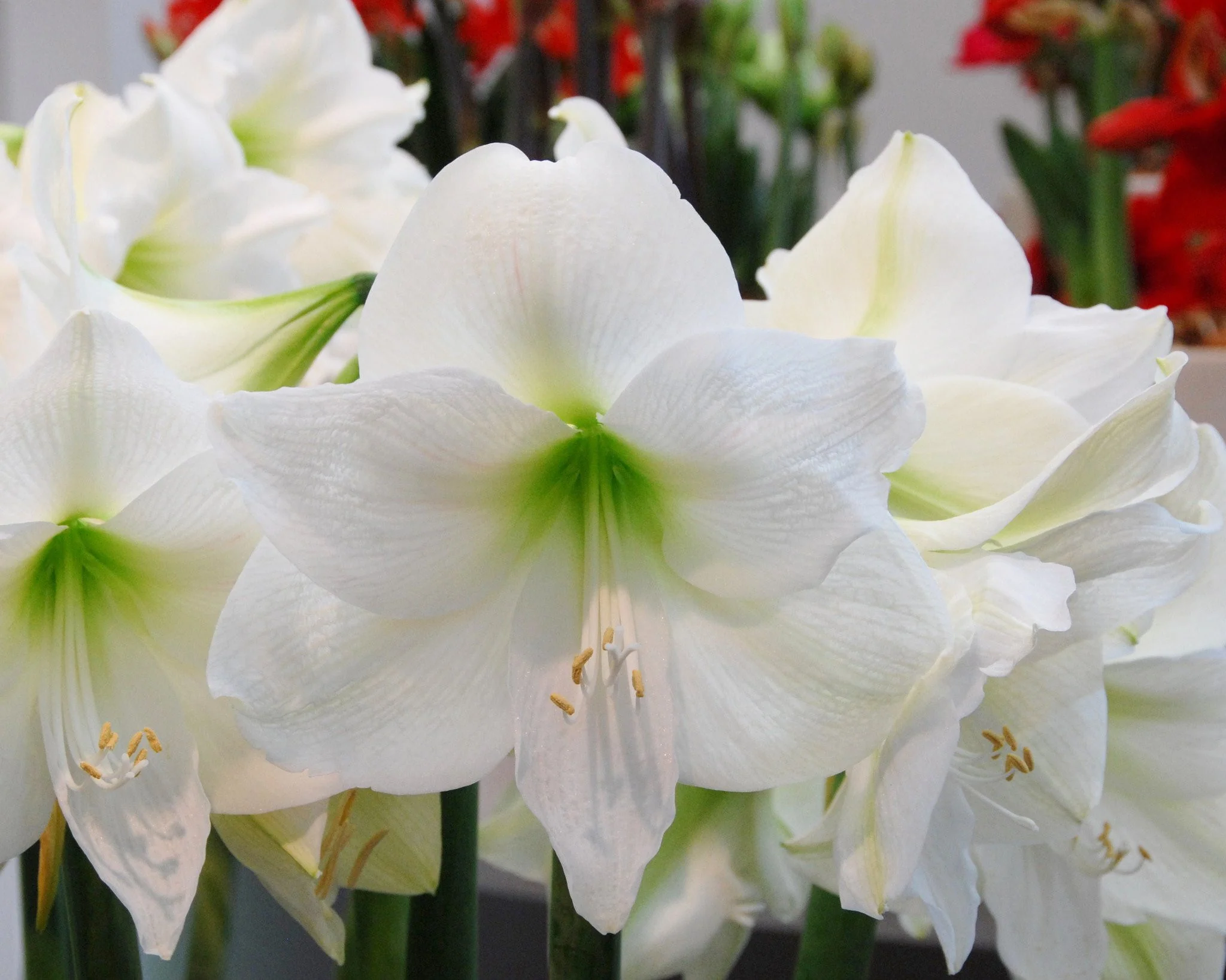 Amaryllis 'Mont Blanc' - Image 3