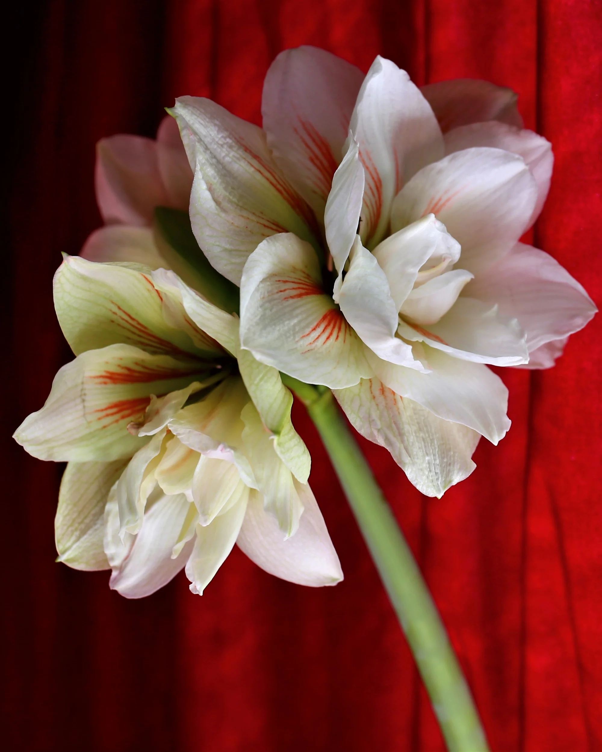 Amaryllis 'Nymph' - Image 3