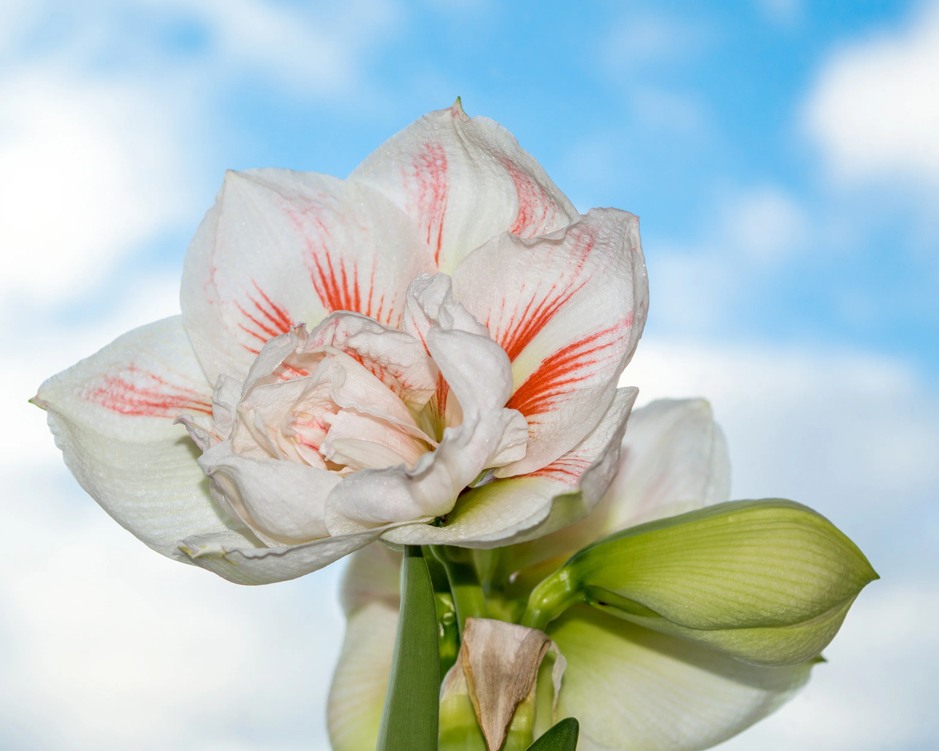 Amaryllis 'Nymph' - Image 5
