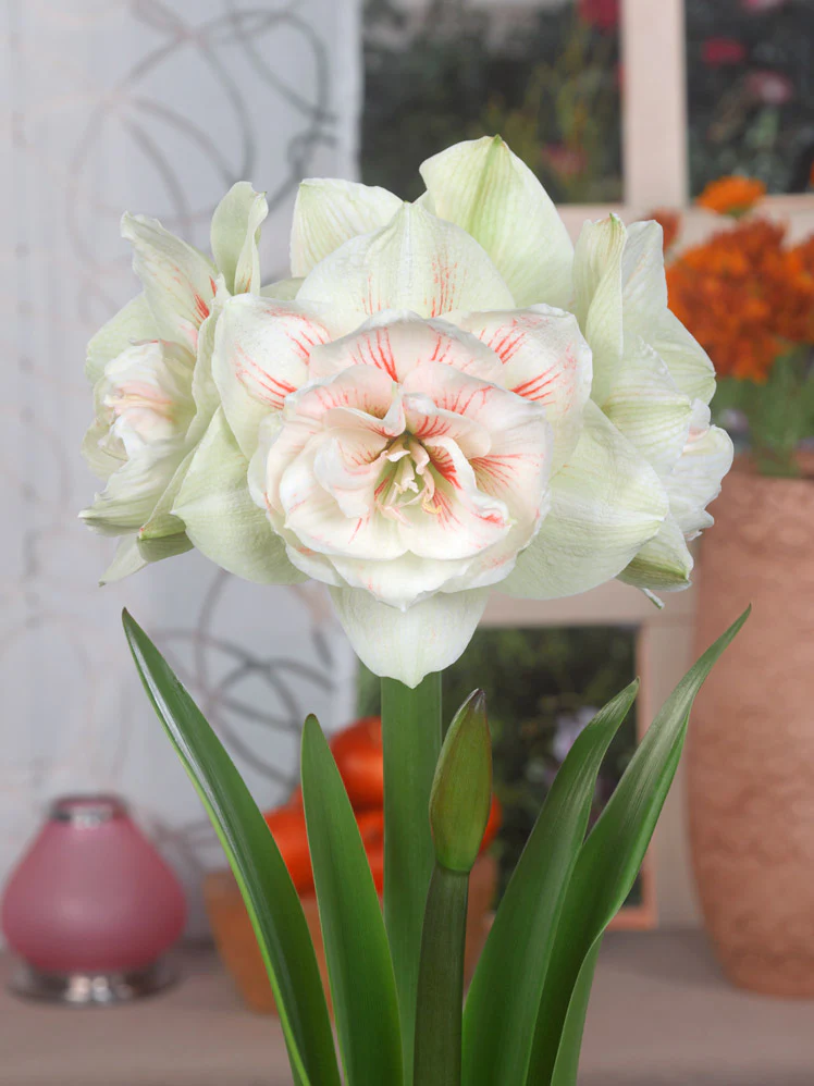 Amaryllis 'Nymph' - Image 7