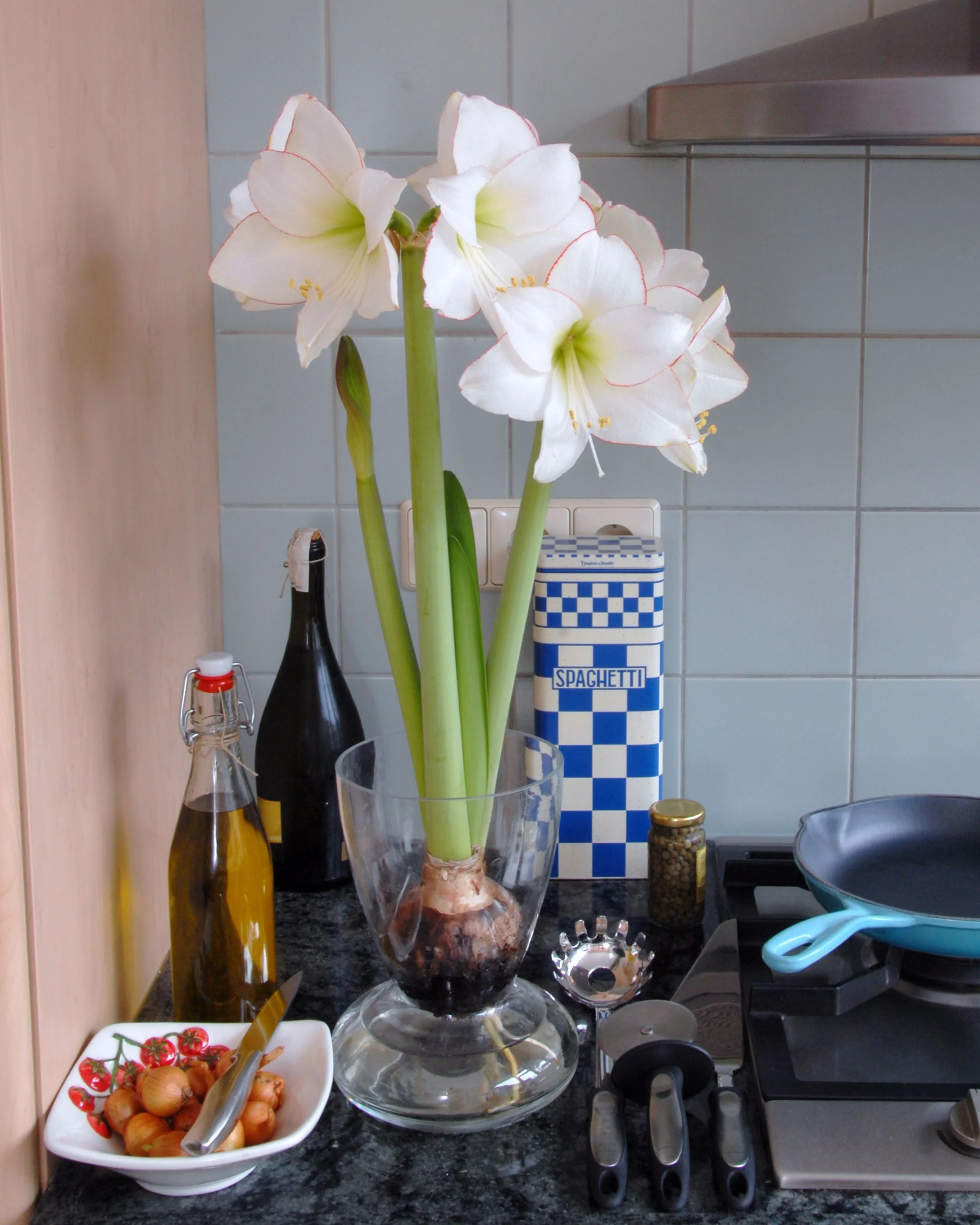 Amaryllis 'Picotee' - Image 10