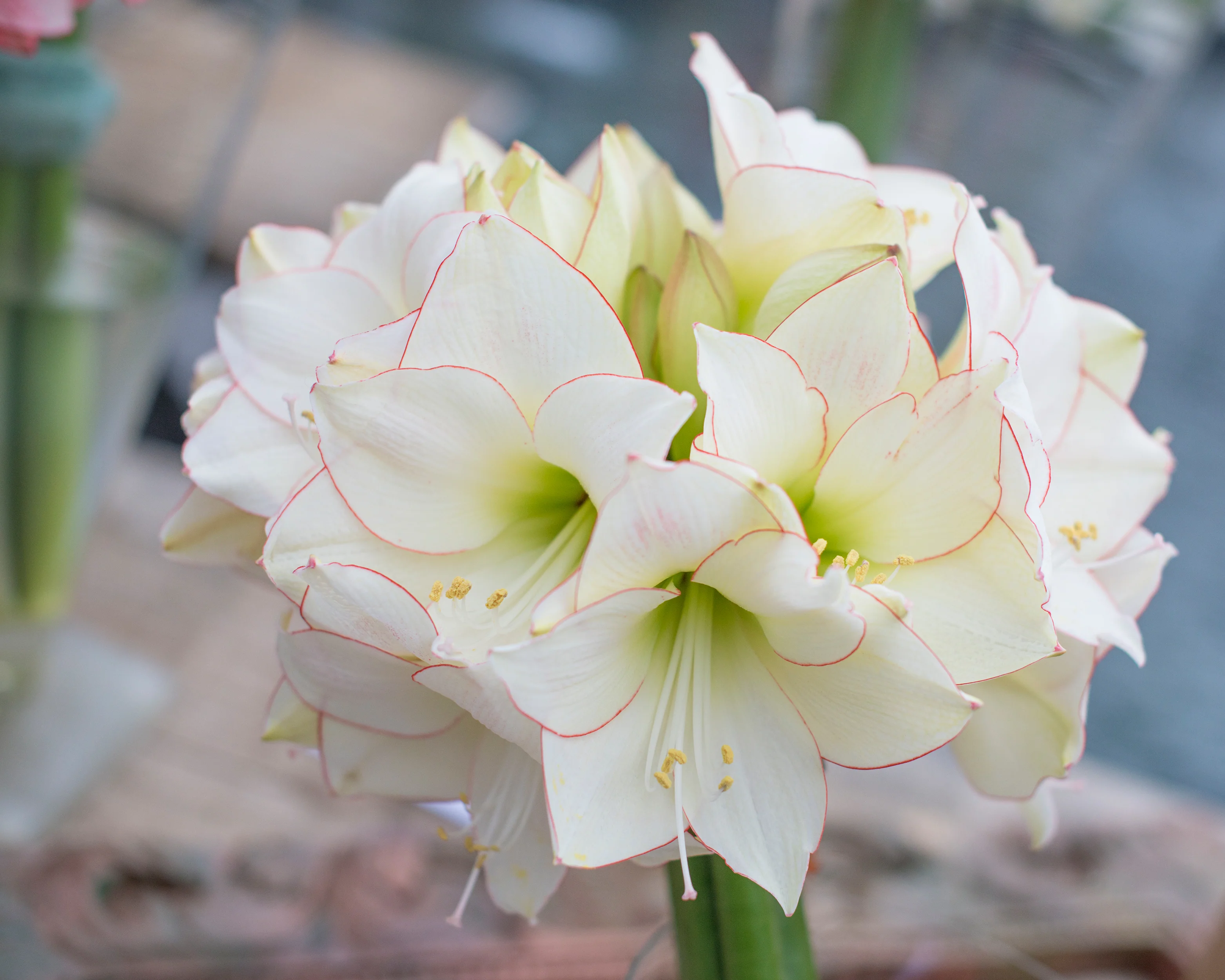 Amaryllis 'Picotee' - Image 11