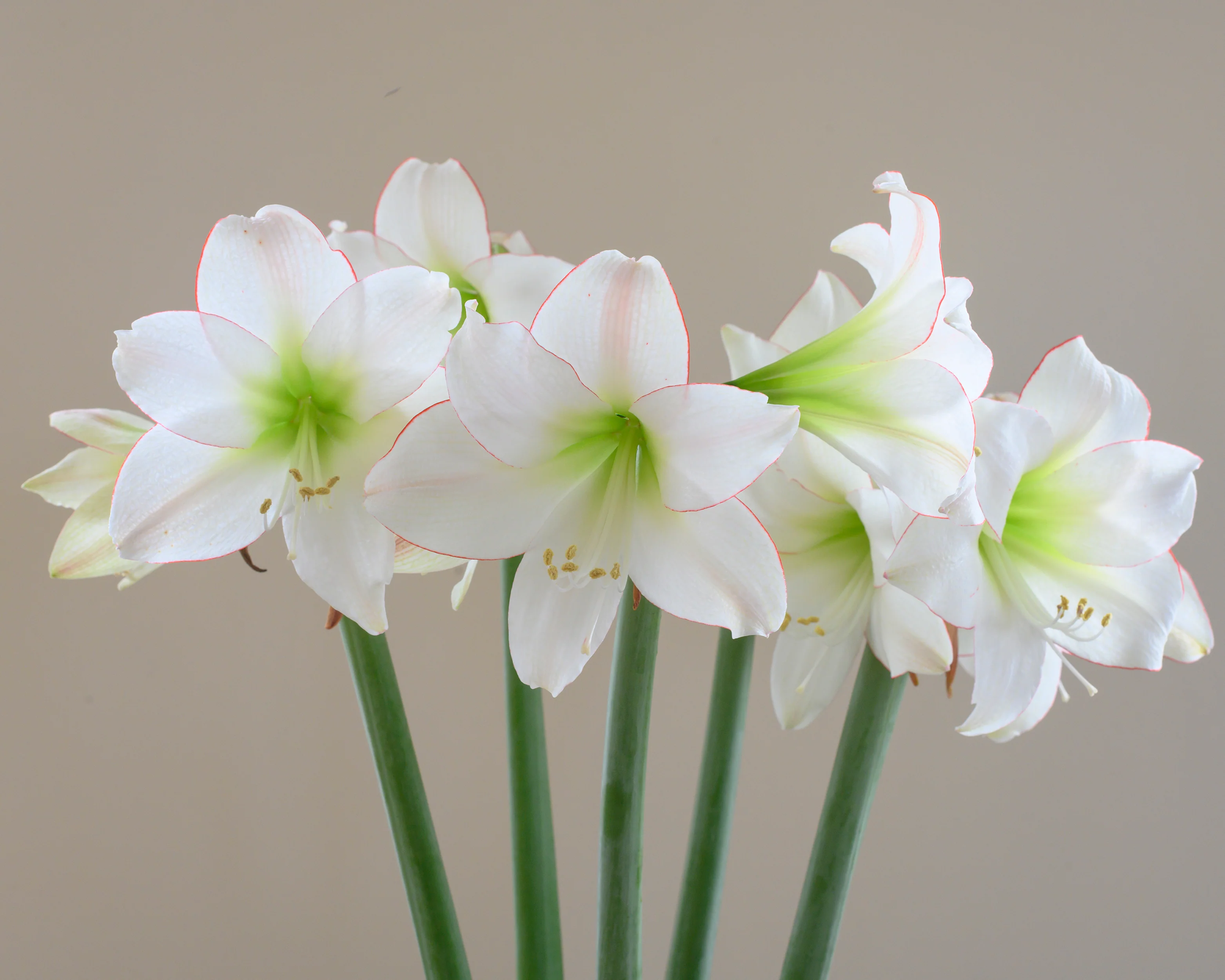 Amaryllis 'Picotee' - Image 12