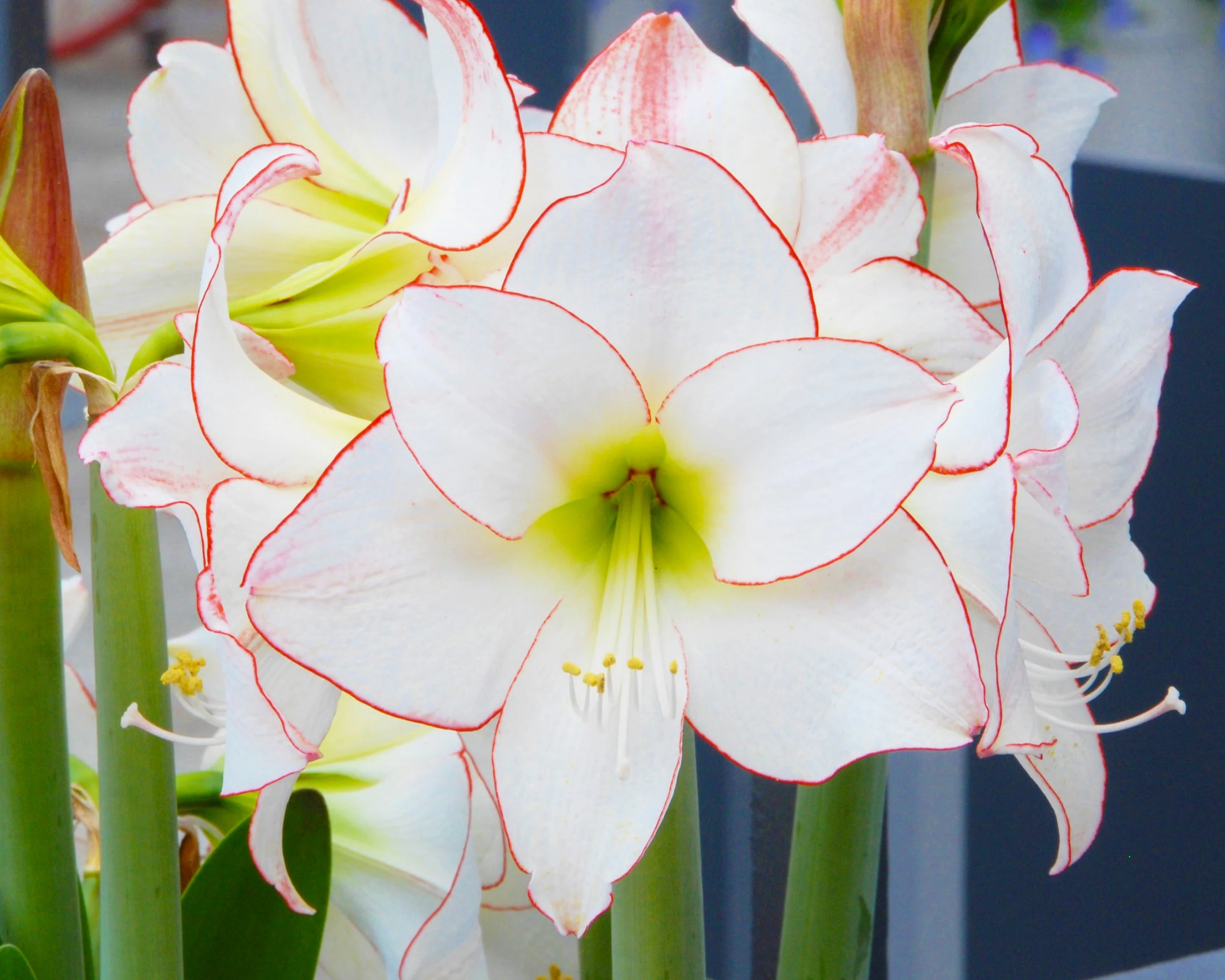 Amaryllis 'Picotee' - Image 2