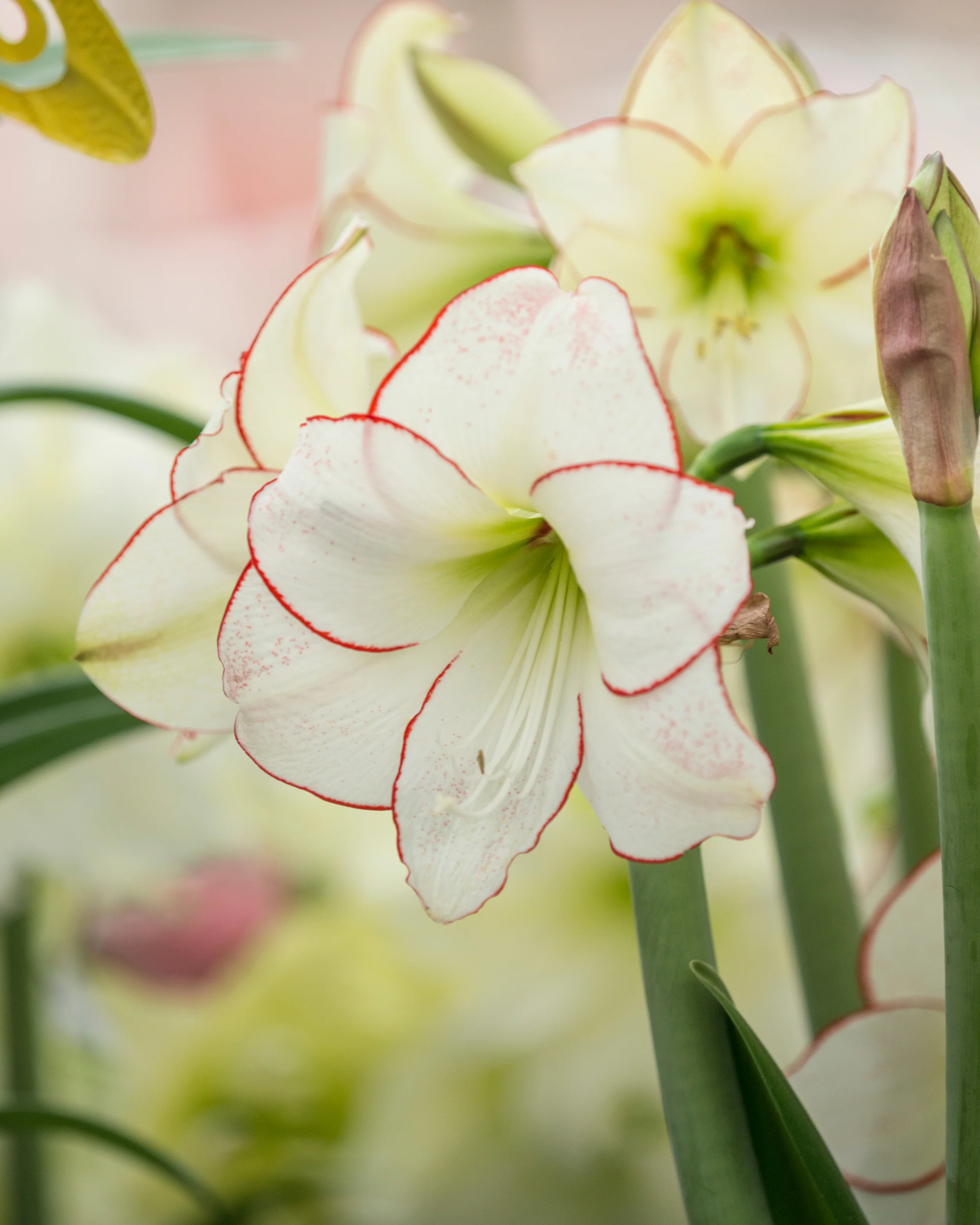 Amaryllis 'Picotee' - Image 4