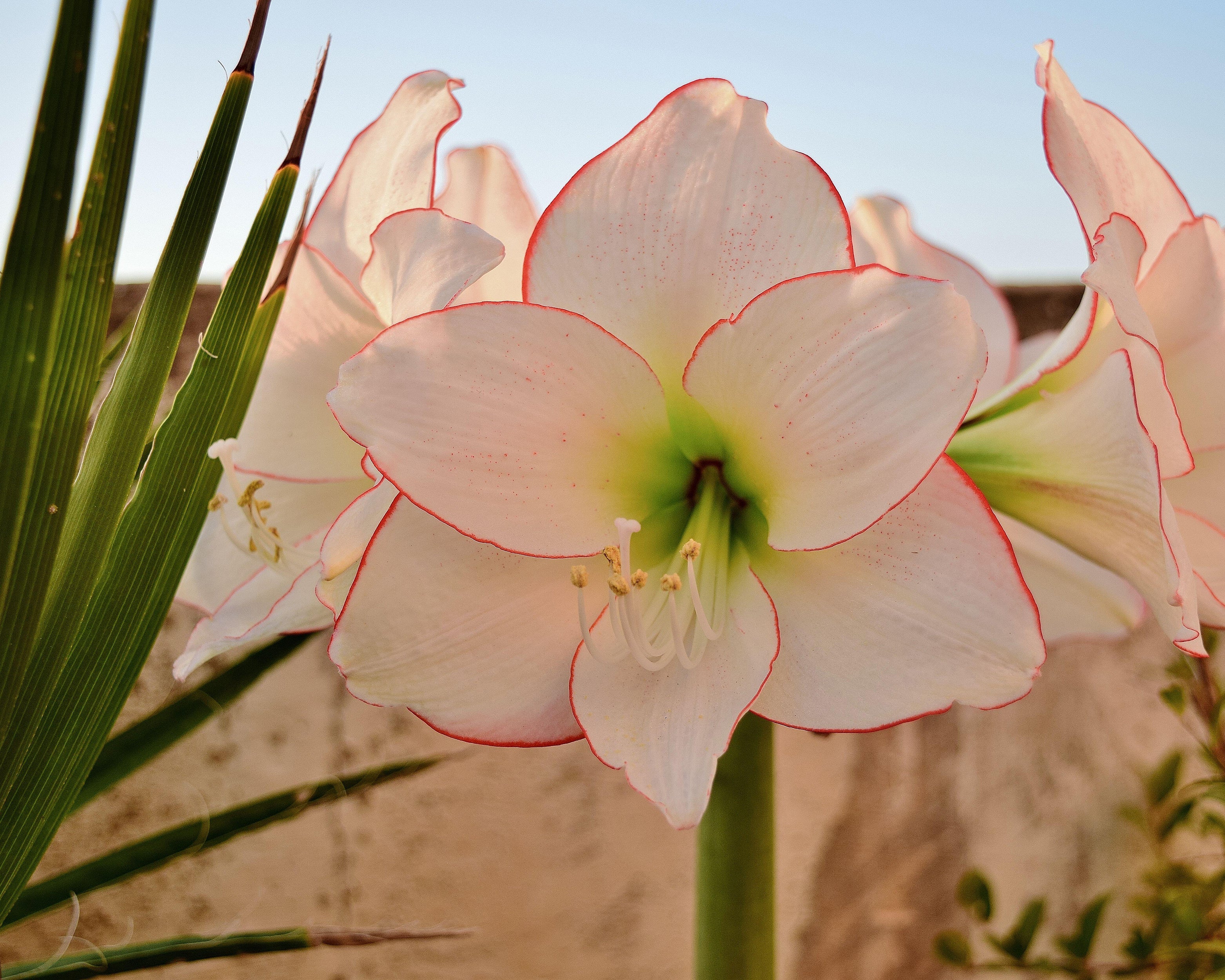 Amaryllis 'Picotee' - Image 8