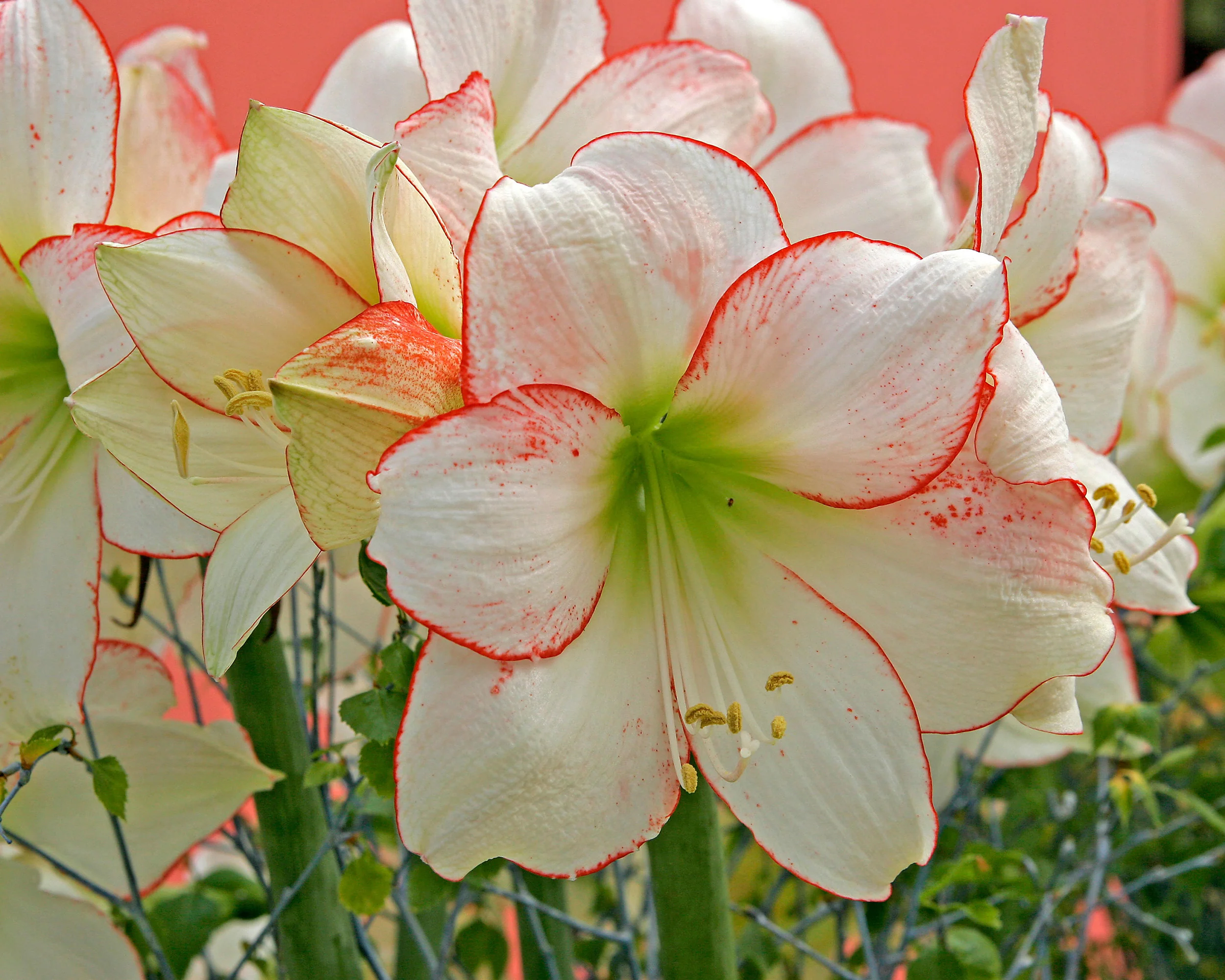 Amaryllis 'Picotee' - Image 9