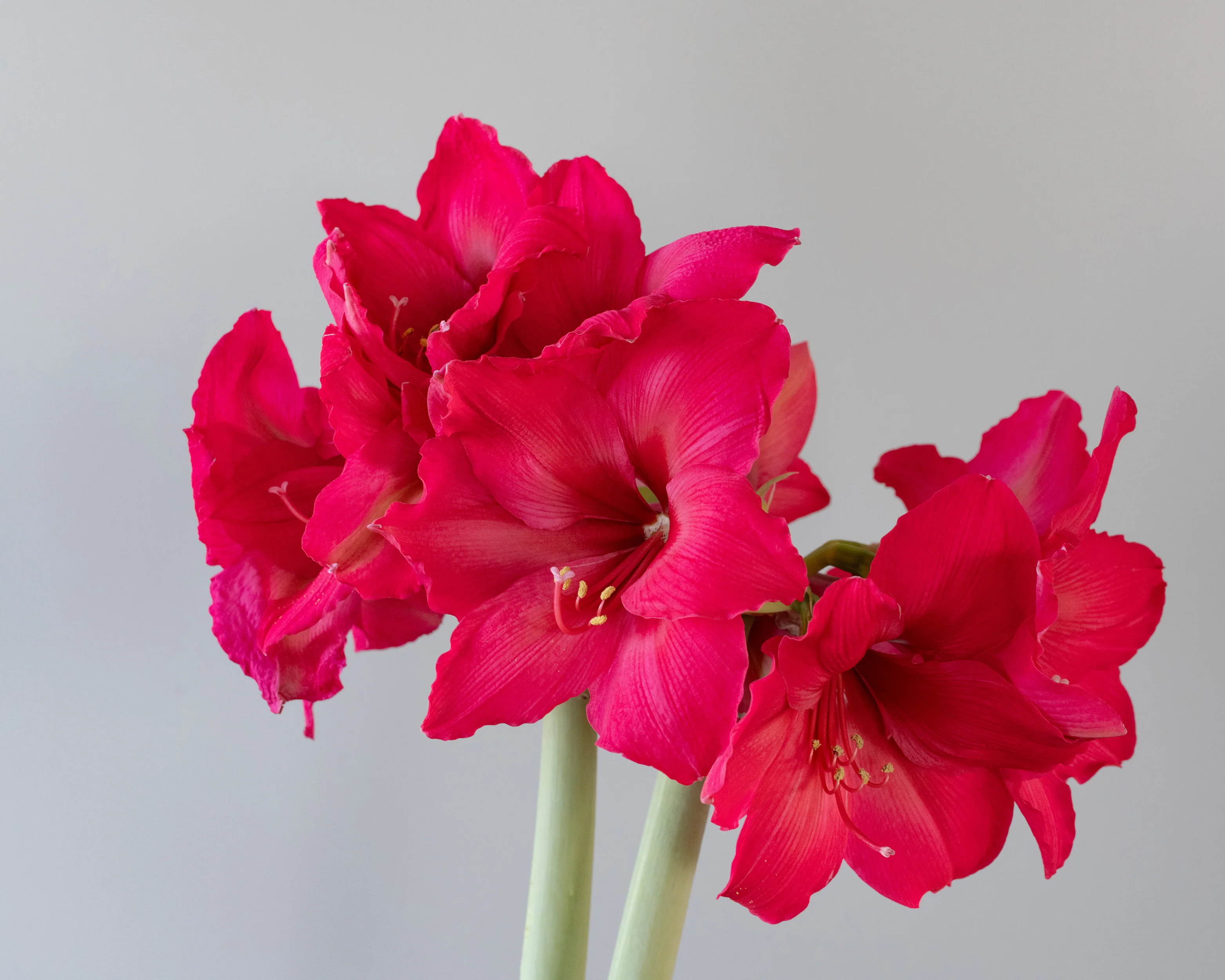 Amaryllis 'Pleasure' - Image 10