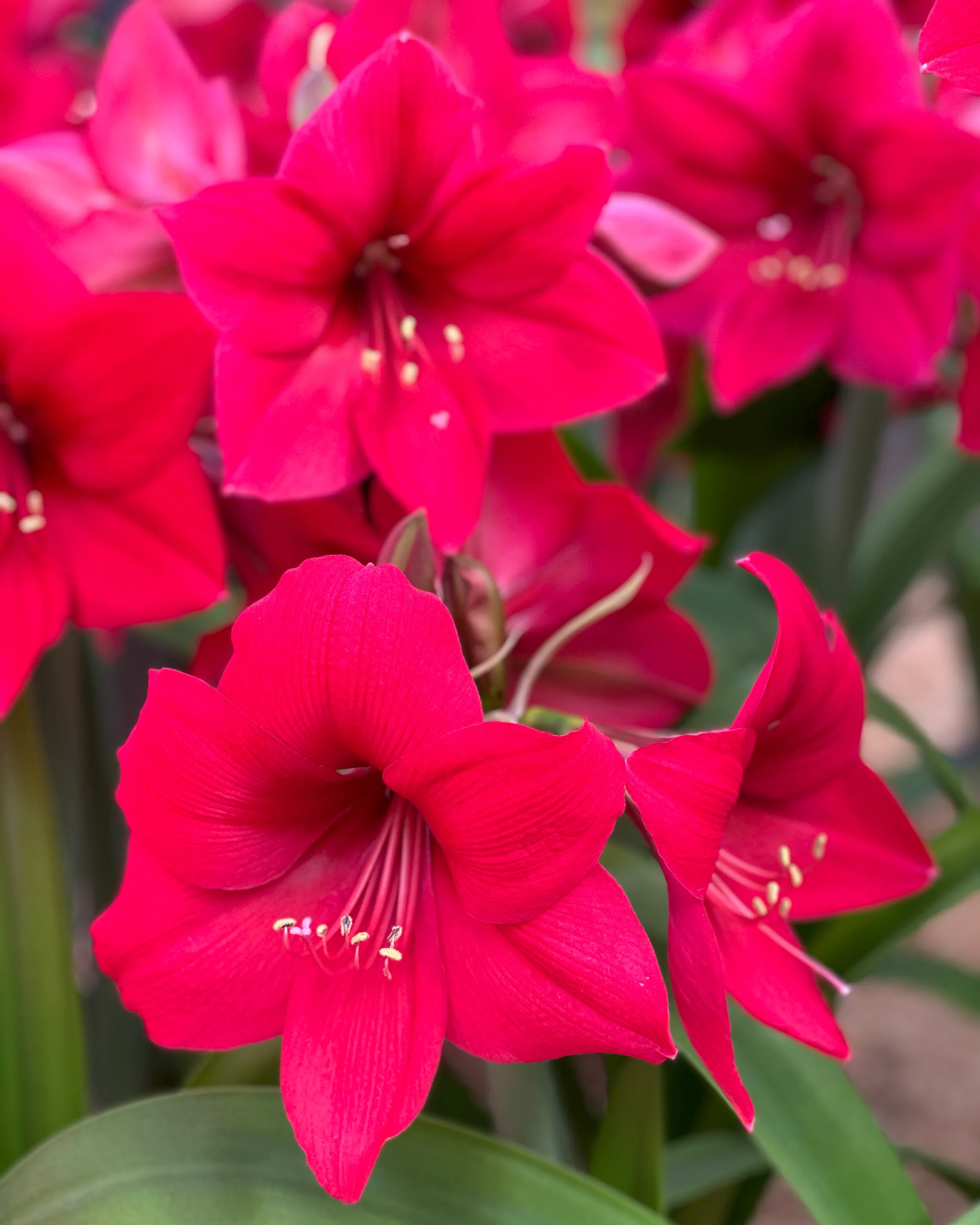 Amaryllis 'Pleasure' - Image 2
