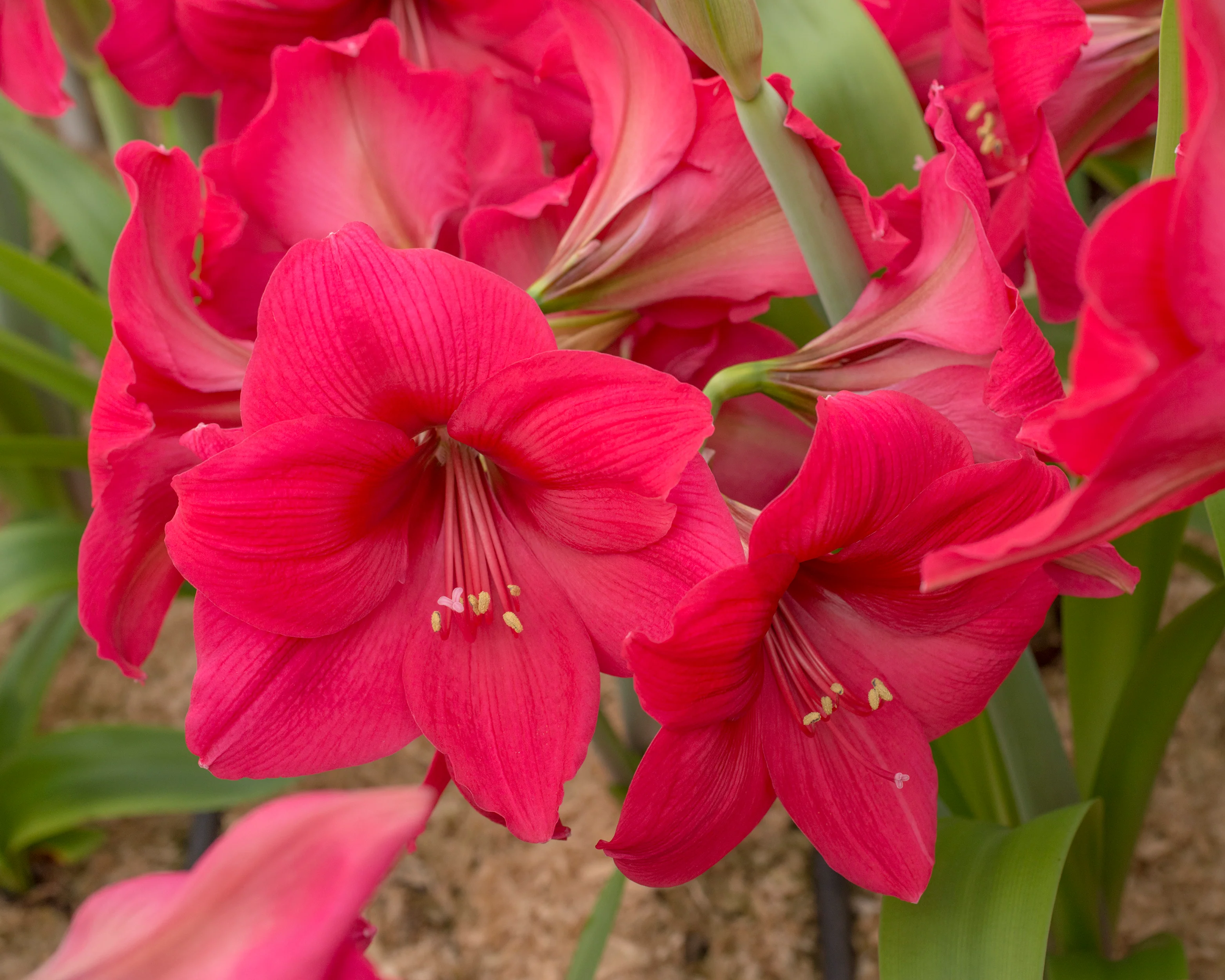 Amaryllis 'Pleasure' - Image 3