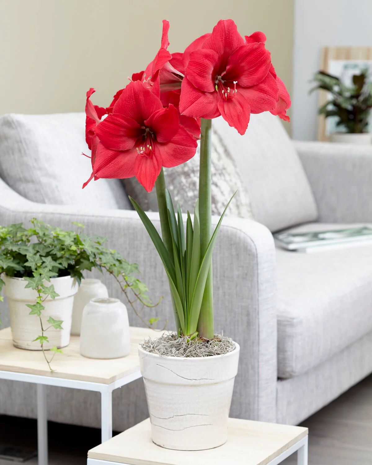 Amaryllis 'Pleasure' - Image 4