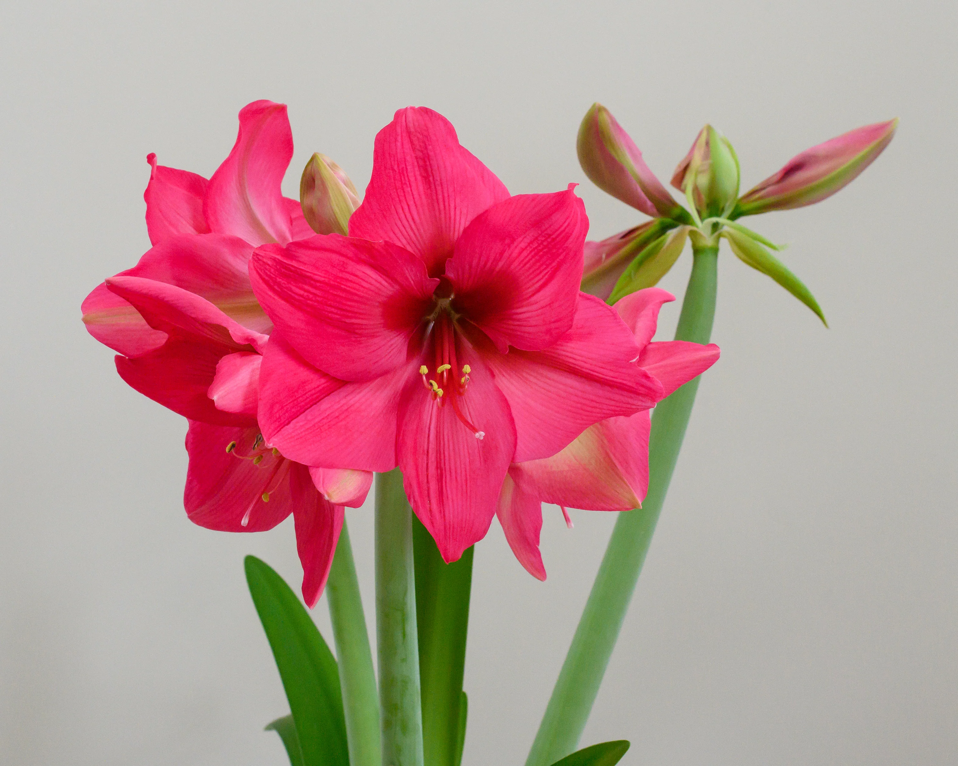 Amaryllis 'Pleasure' - Image 6
