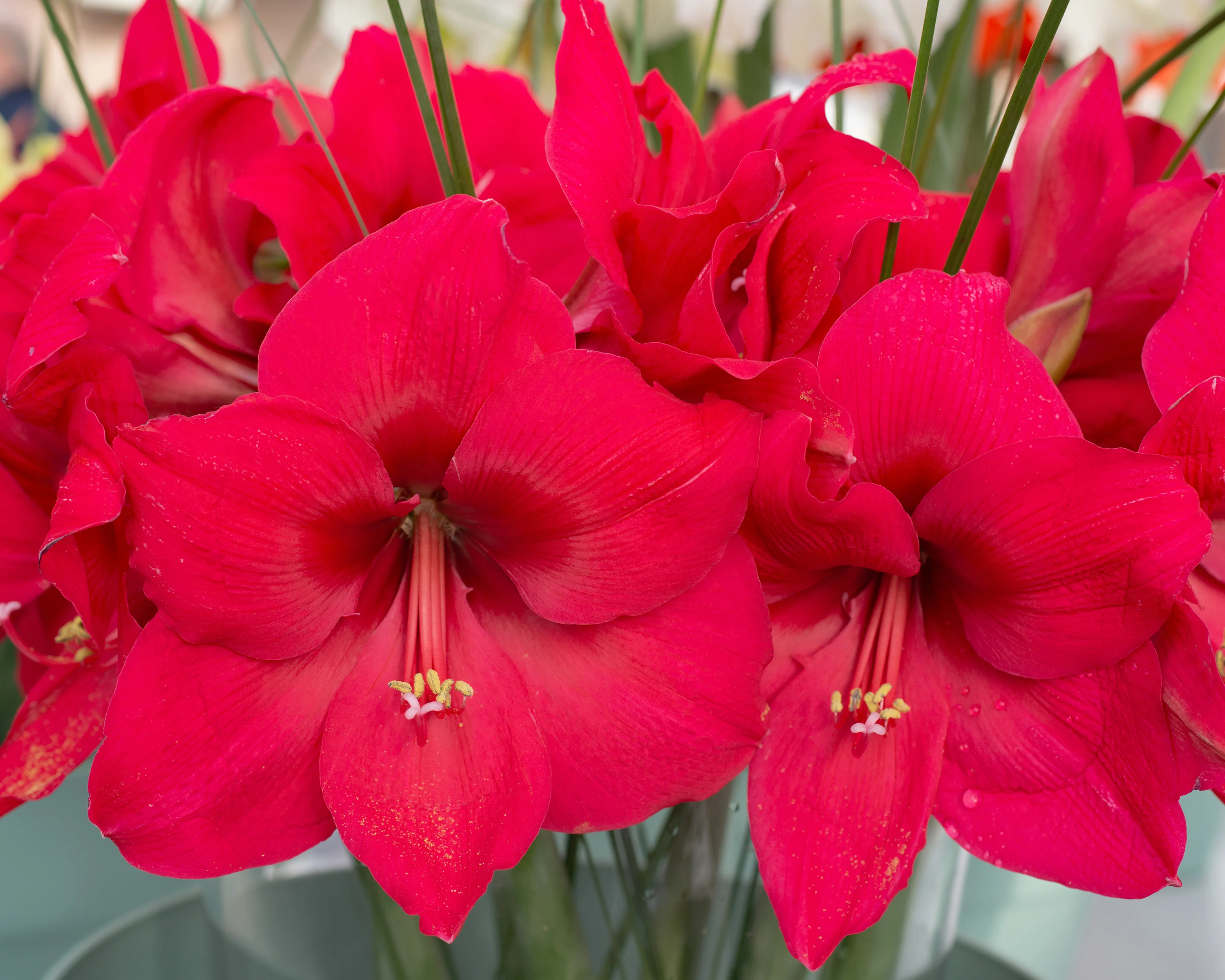 Amaryllis 'Pleasure' - Image 9