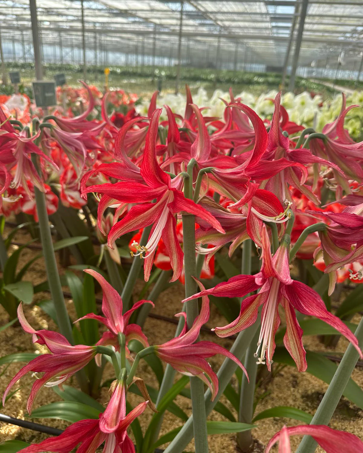 Amaryllis 'Quito' - Image 4