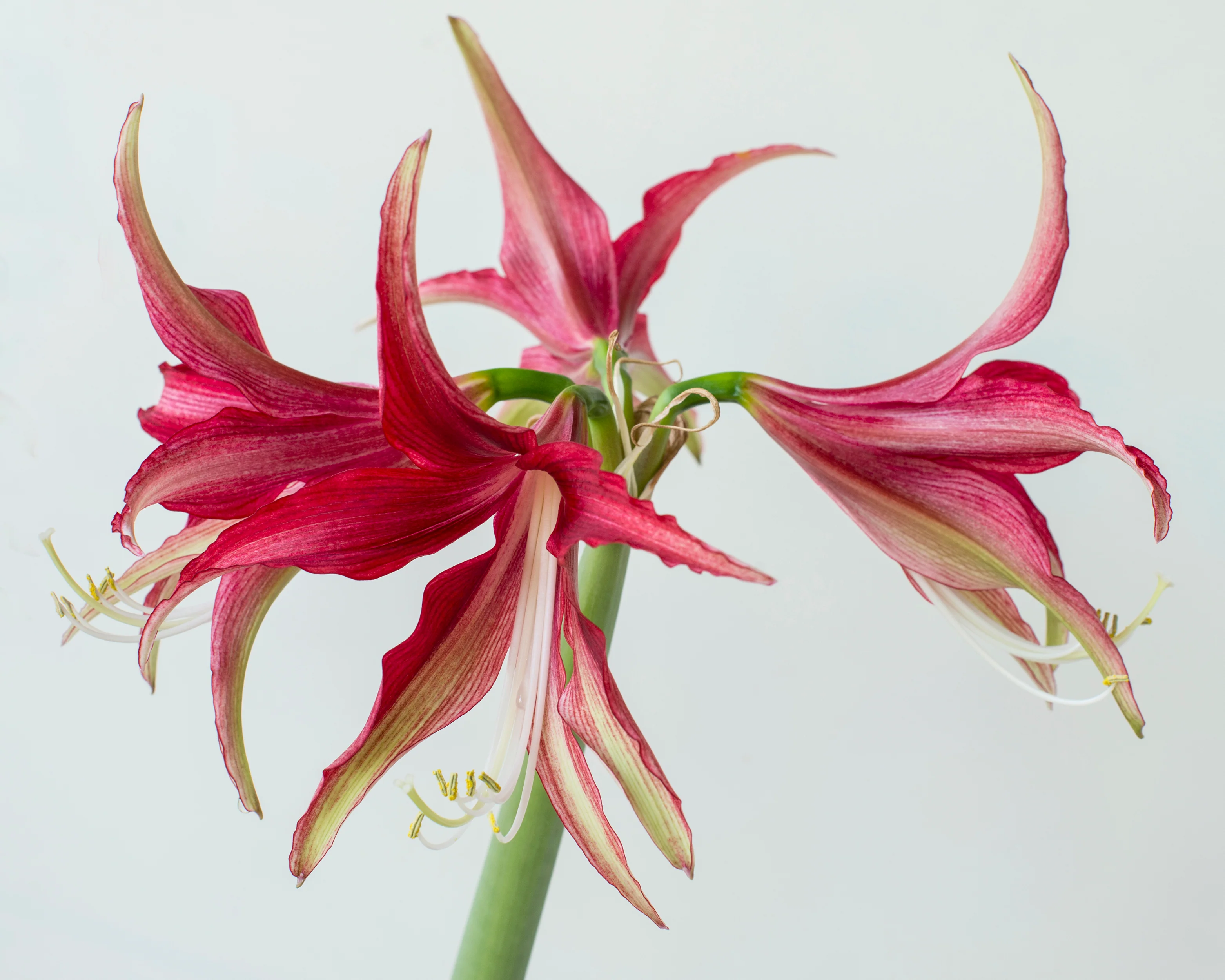 Amaryllis 'Quito' - Image 6