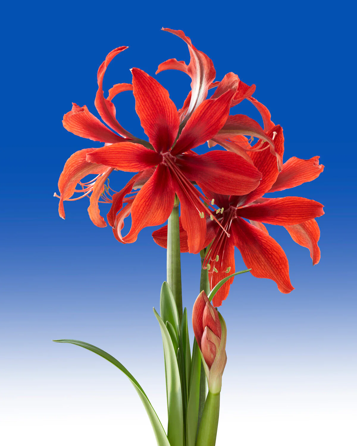 Amaryllis 'Red Amazone' - Image 3