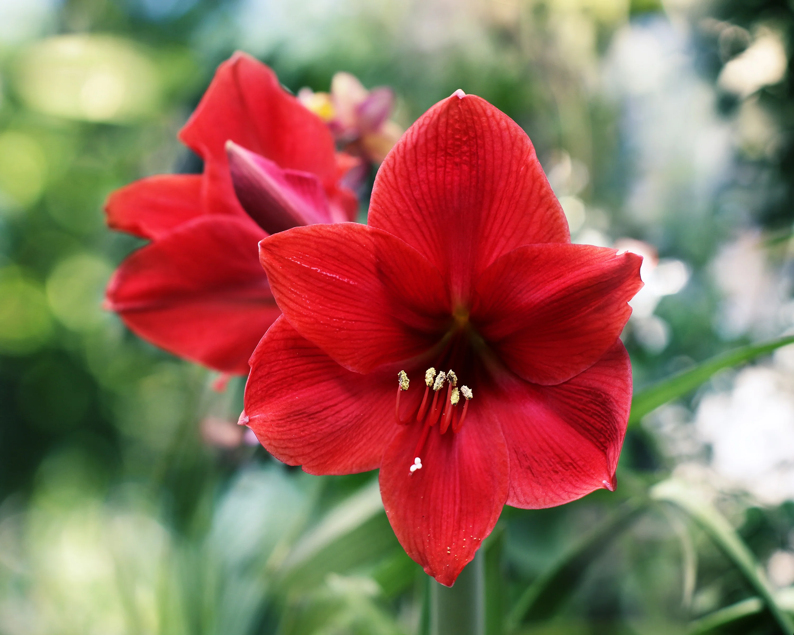 Amaryllis 'Red Lion' - Image 3
