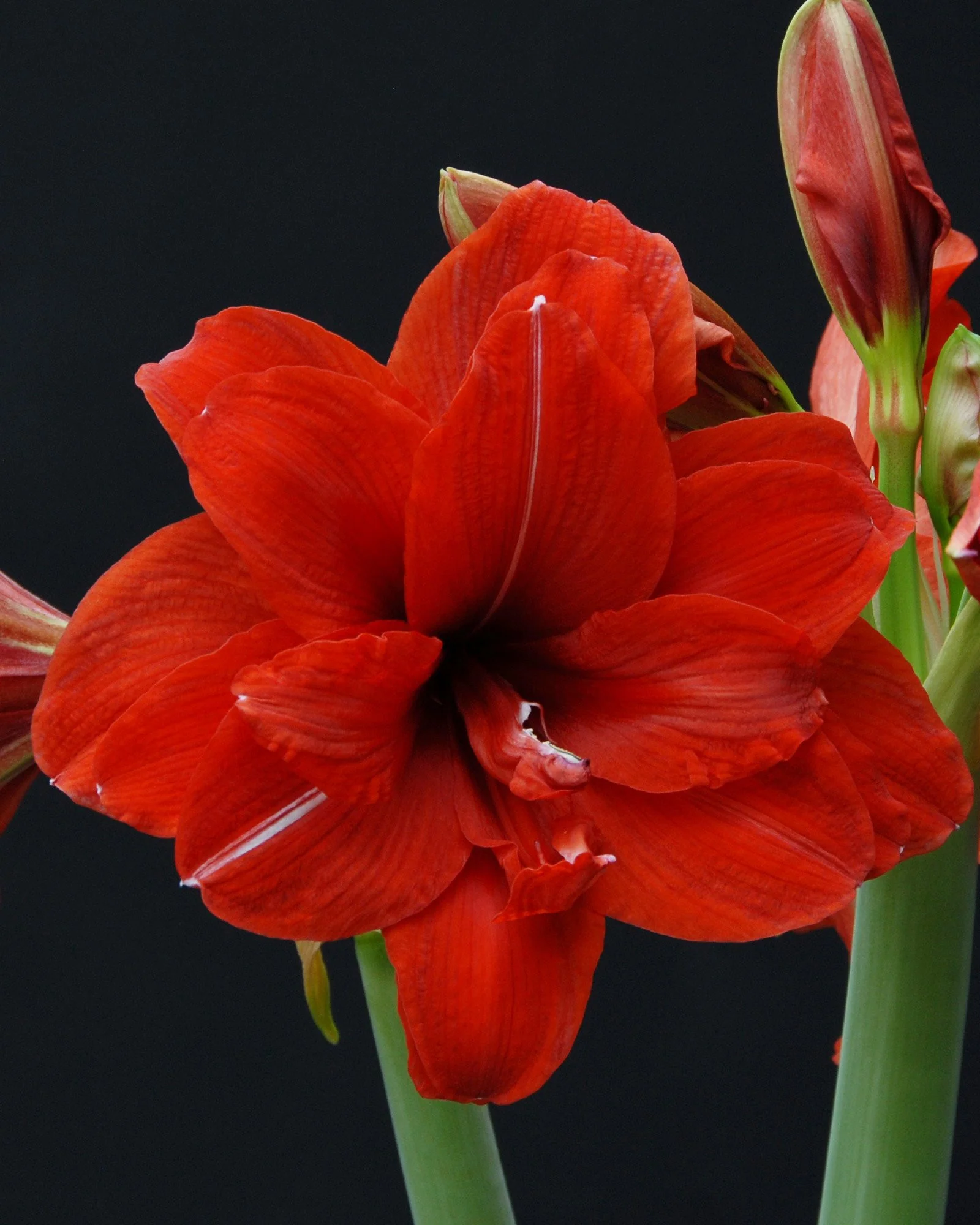 Amaryllis 'Red Peacock' - Image 4