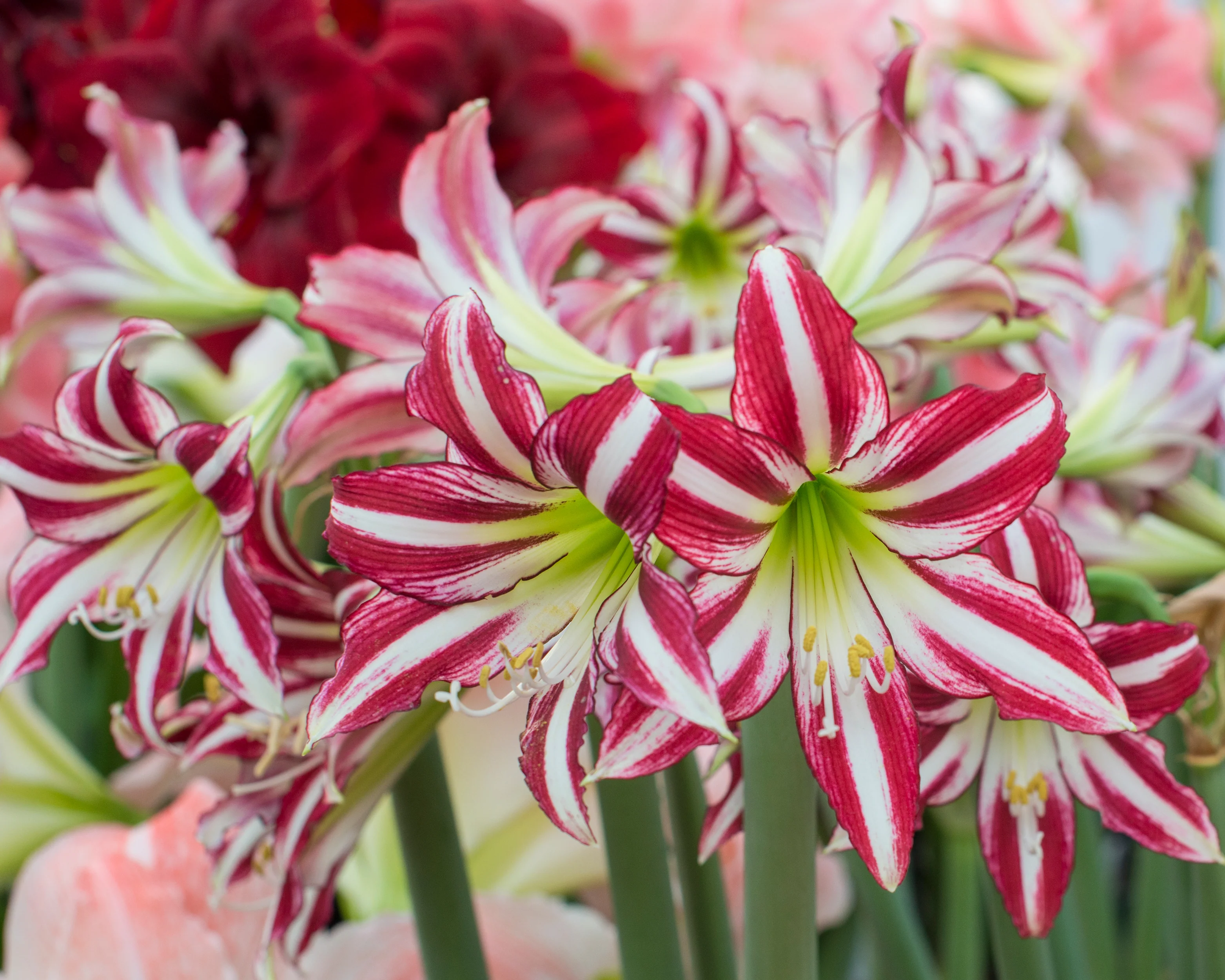 Amaryllis 'Santiago' - Image 2