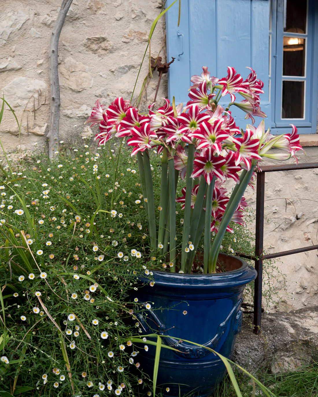 Amaryllis 'Santiago' - Image 3