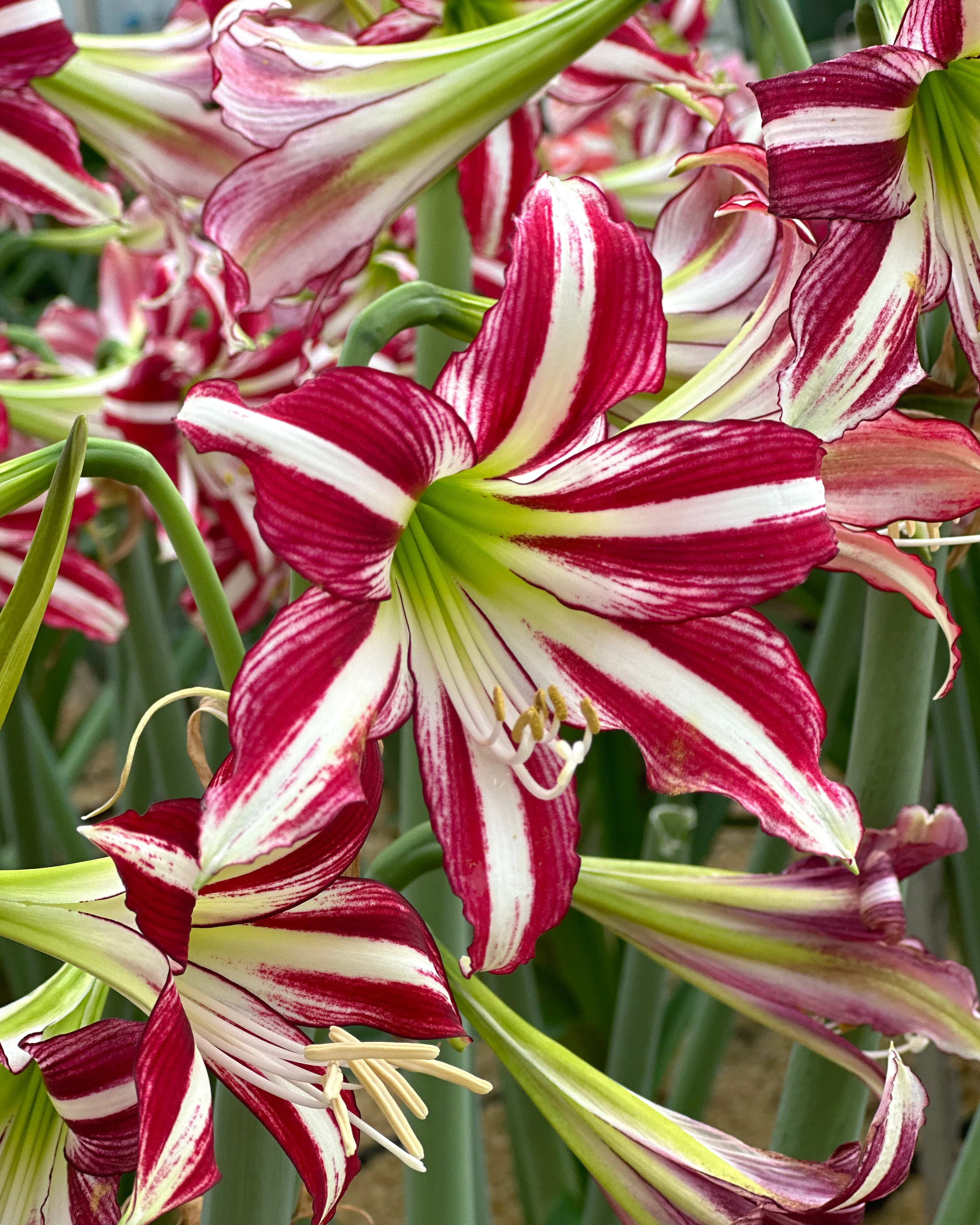 Amaryllis 'Santiago' - Image 5