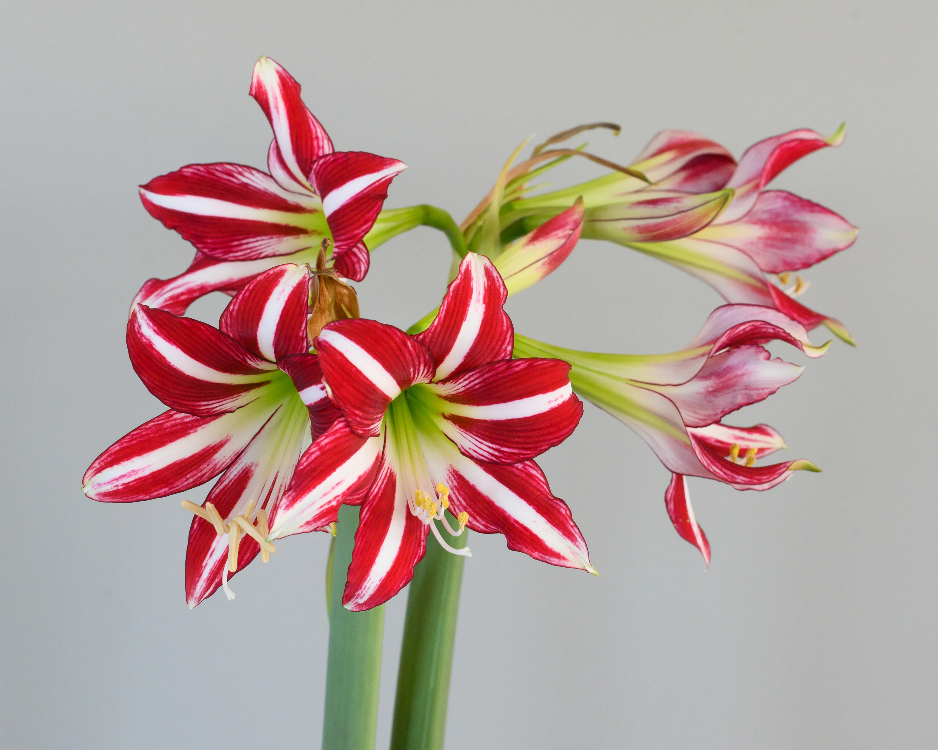 Amaryllis 'Santiago' - Image 6
