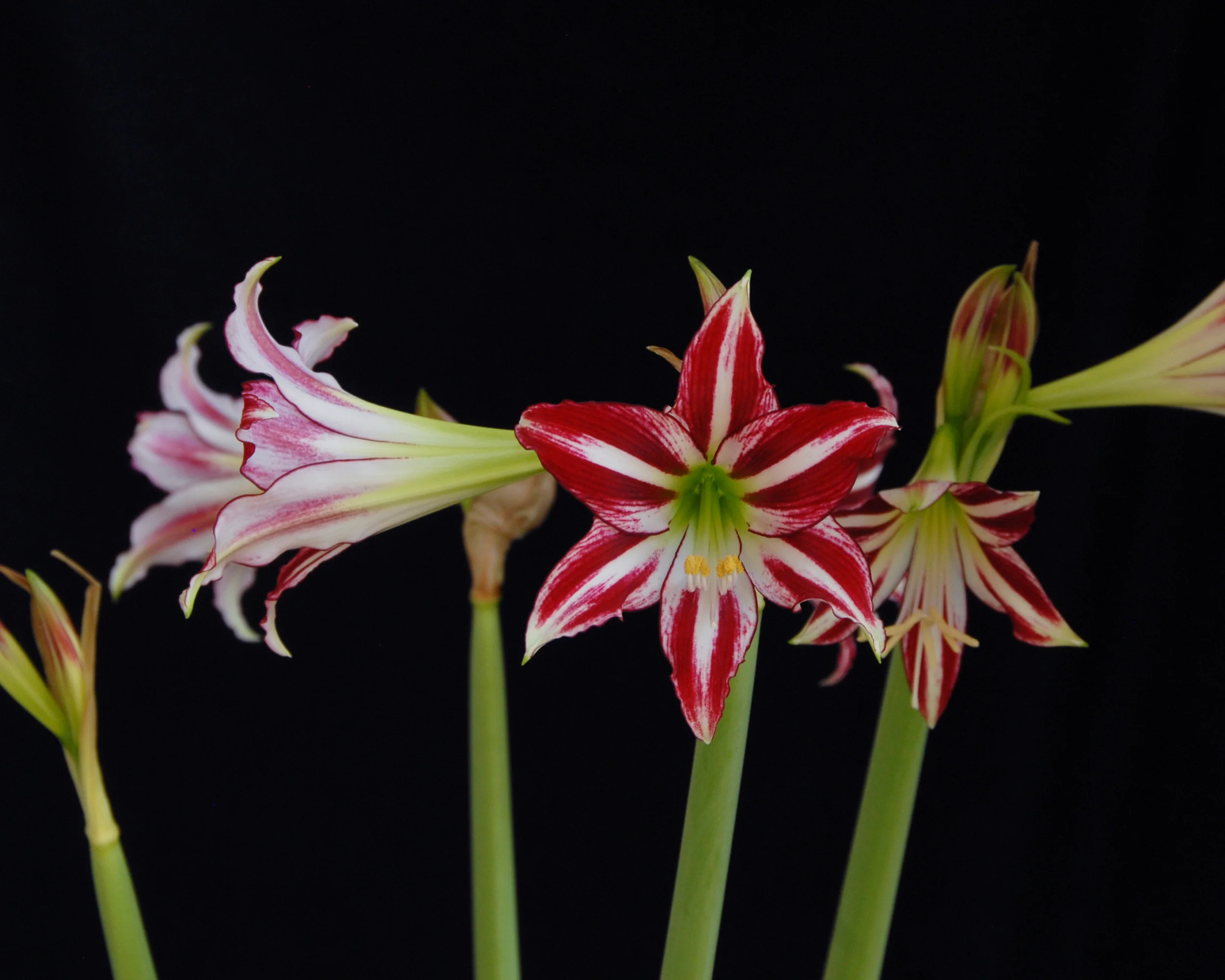 Amaryllis 'Santiago' - Image 8