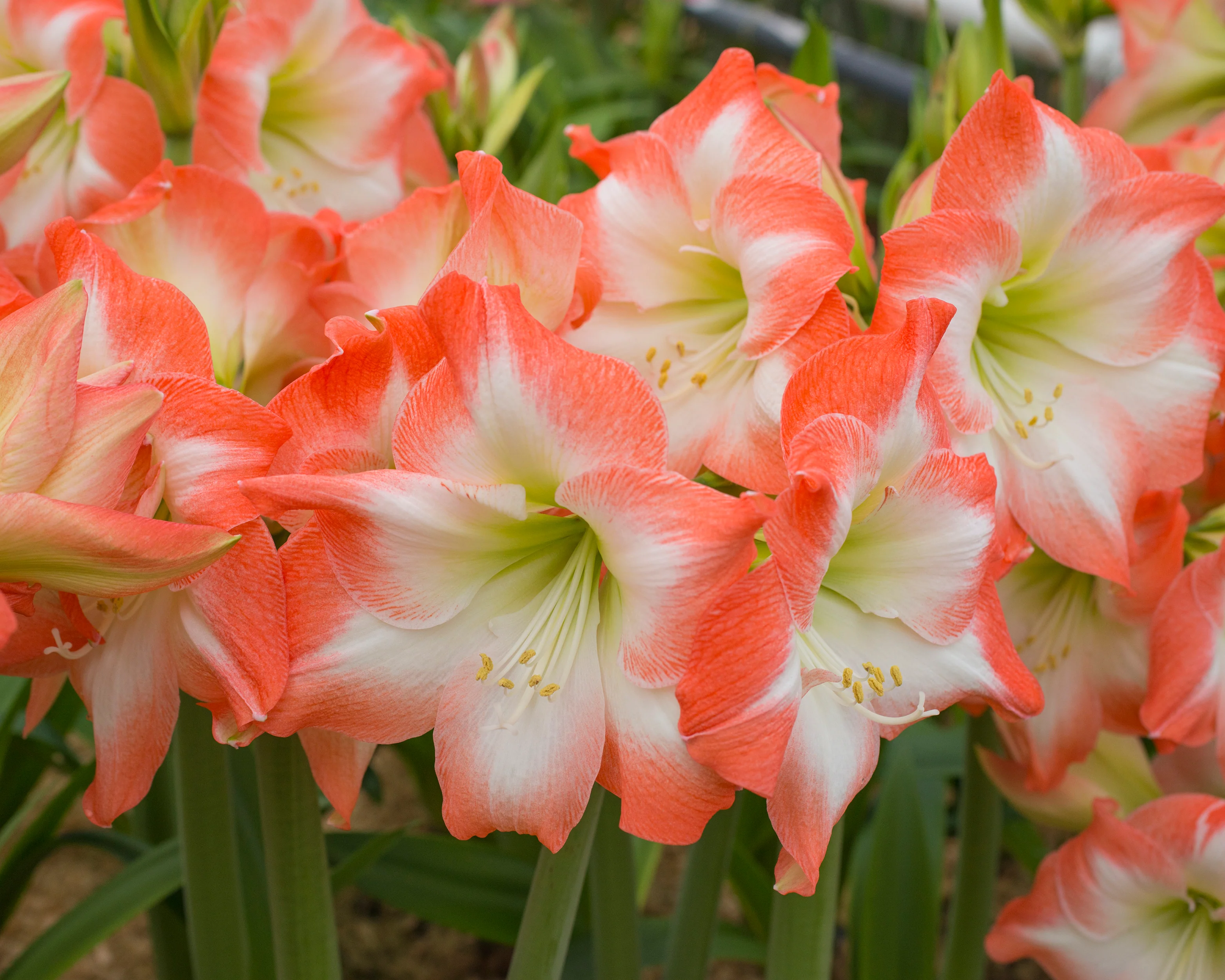 Amaryllis 'Shine Dream' - Image 4