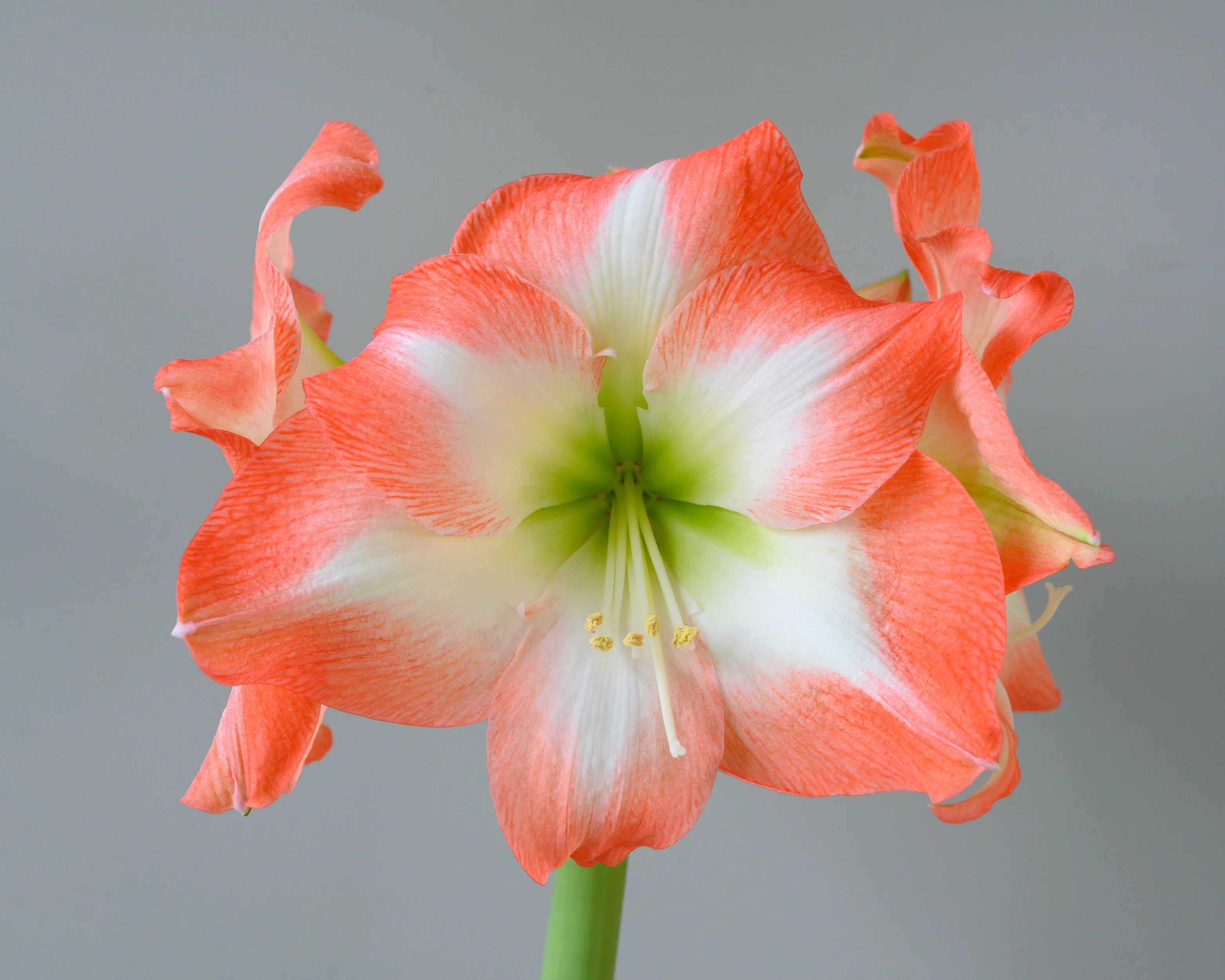Amaryllis 'Shine Dream' - Image 6