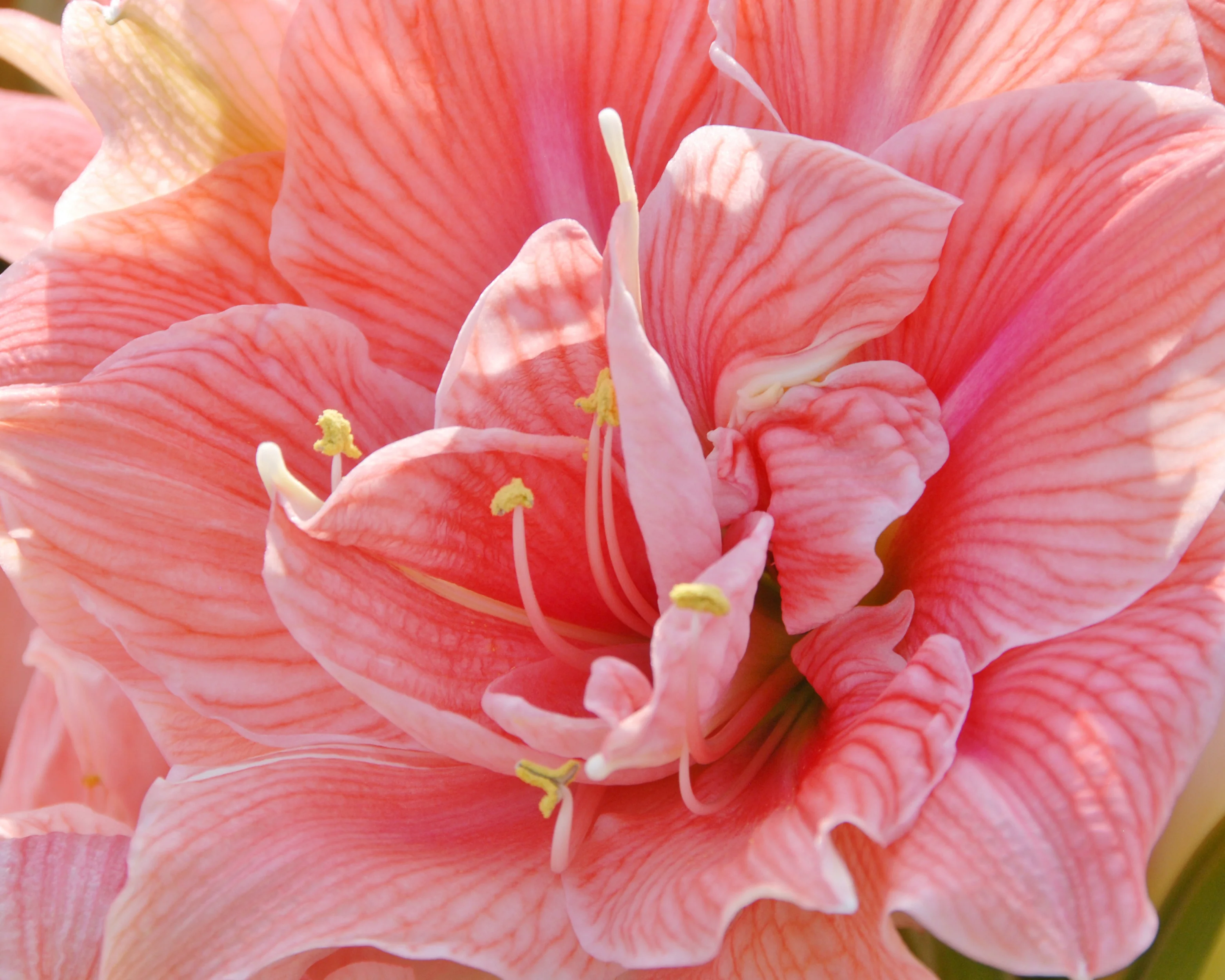 Amaryllis 'Sweet Nymph' - Image 2