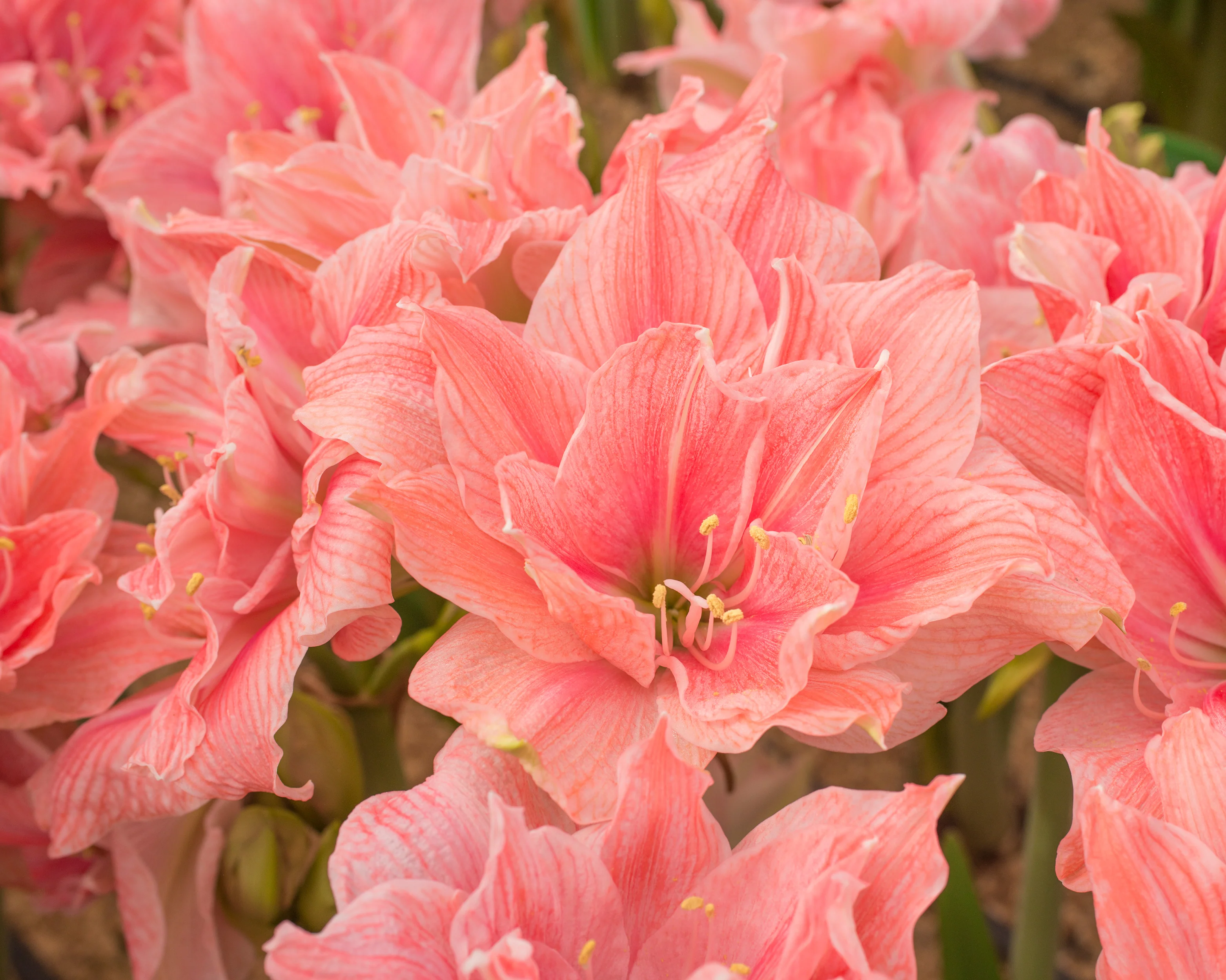 Amaryllis 'Sweet Nymph' - Image 3